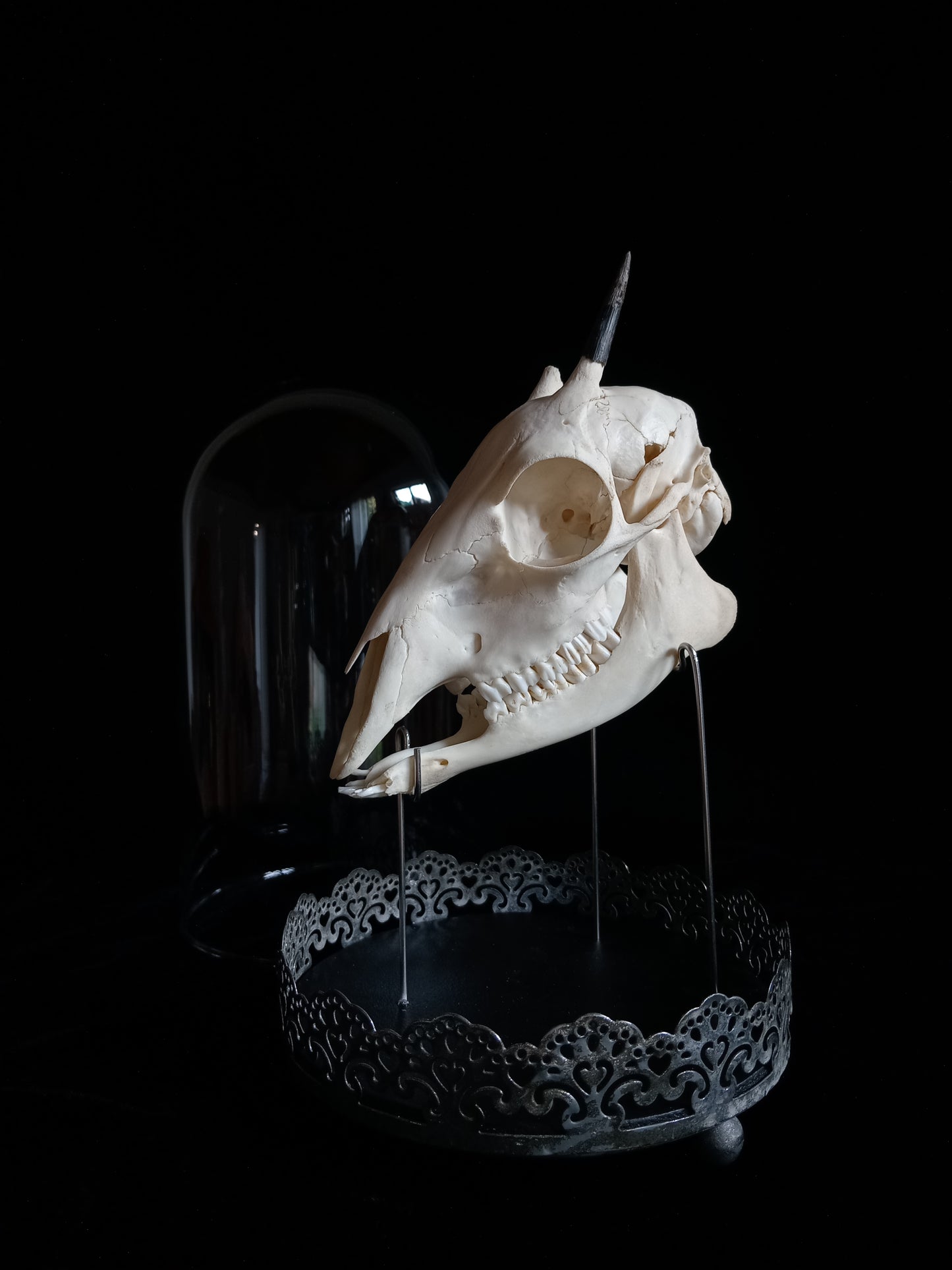Duiker Skull in Glass Dome Cloche