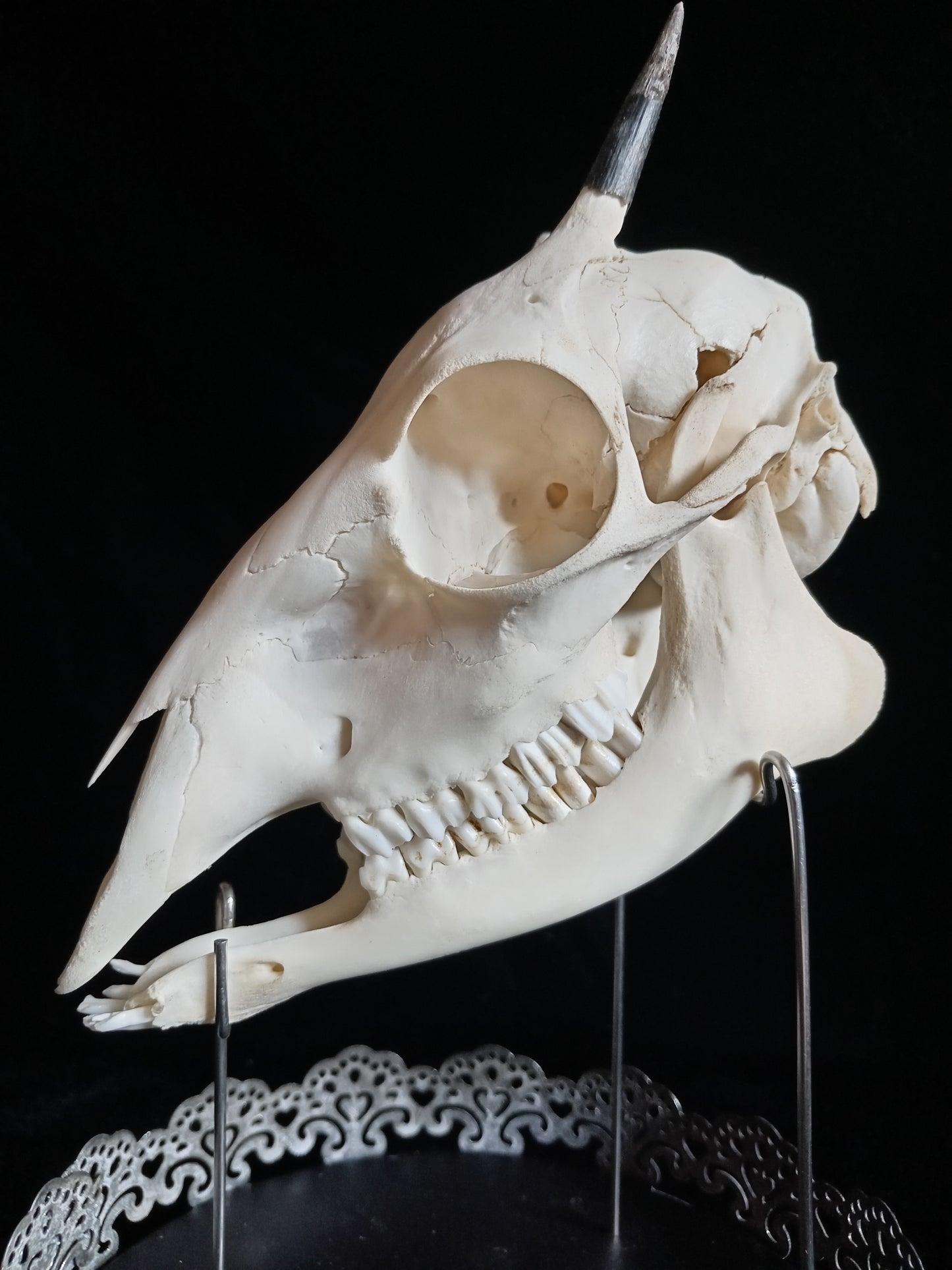 Duiker Skull in Glass Dome Cloche