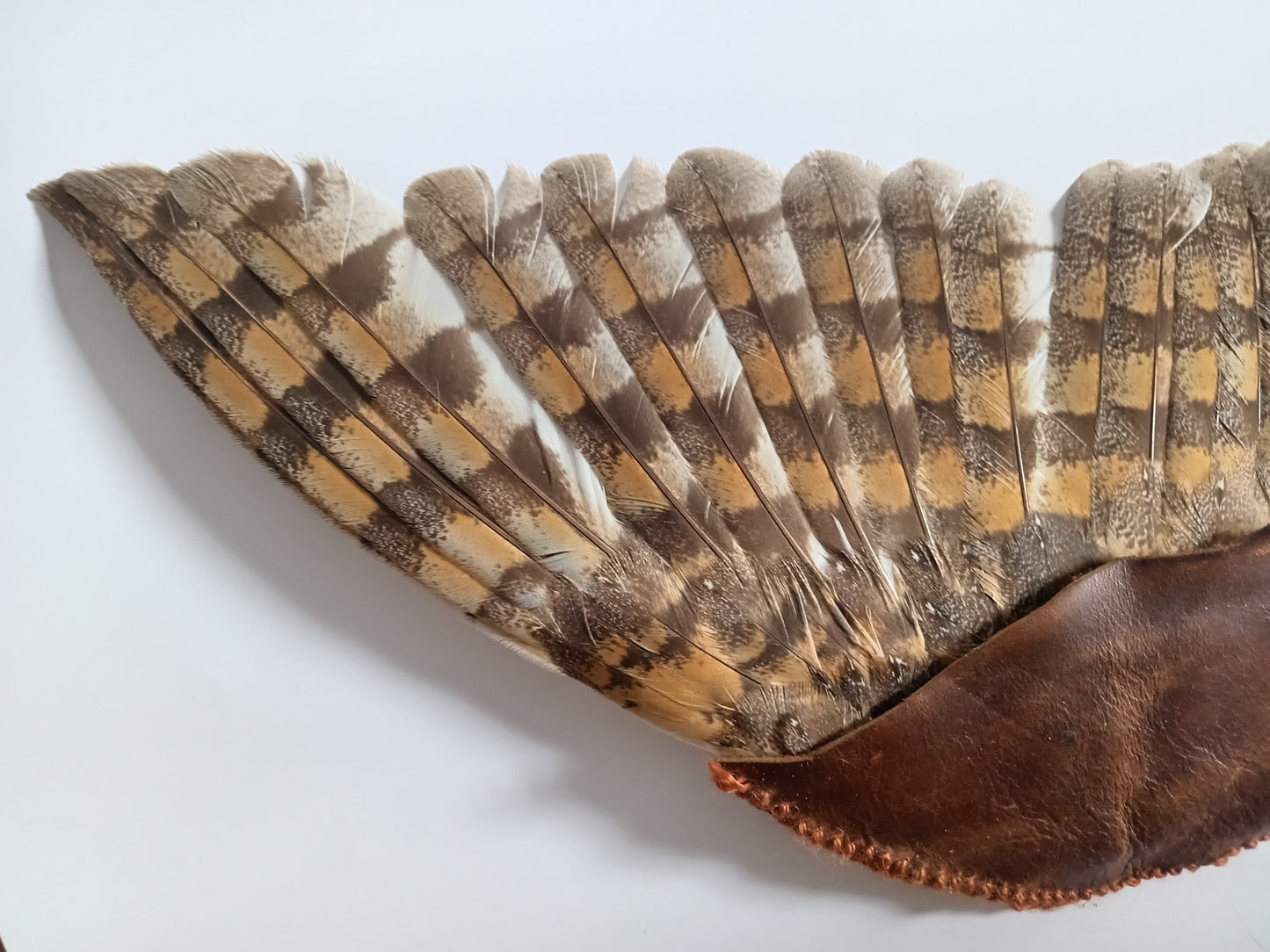 Barn Owl Smudge Wing