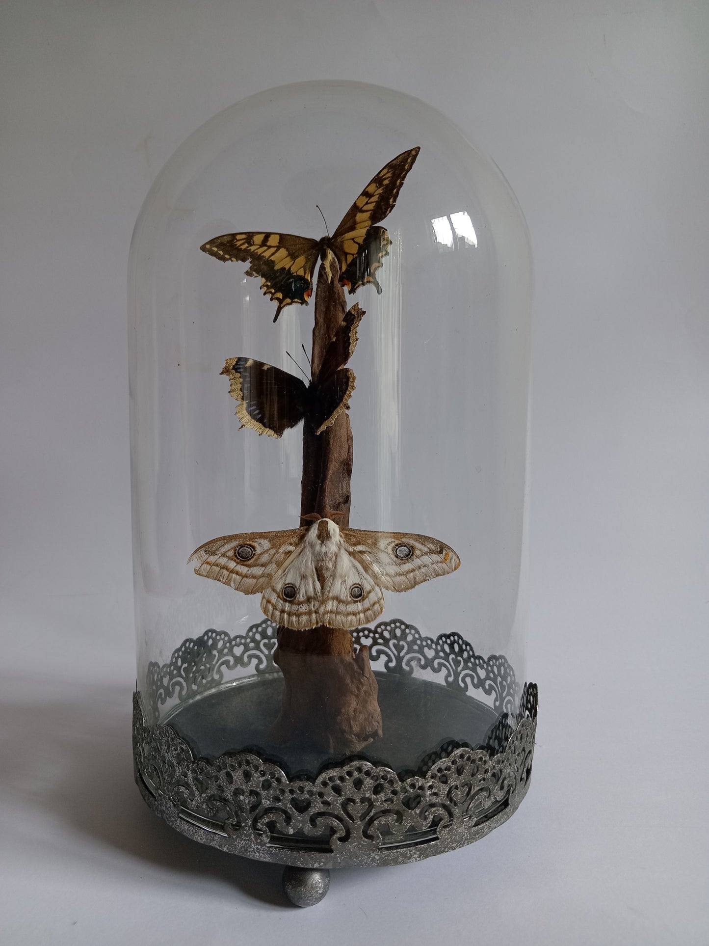 Large Glass Cloche