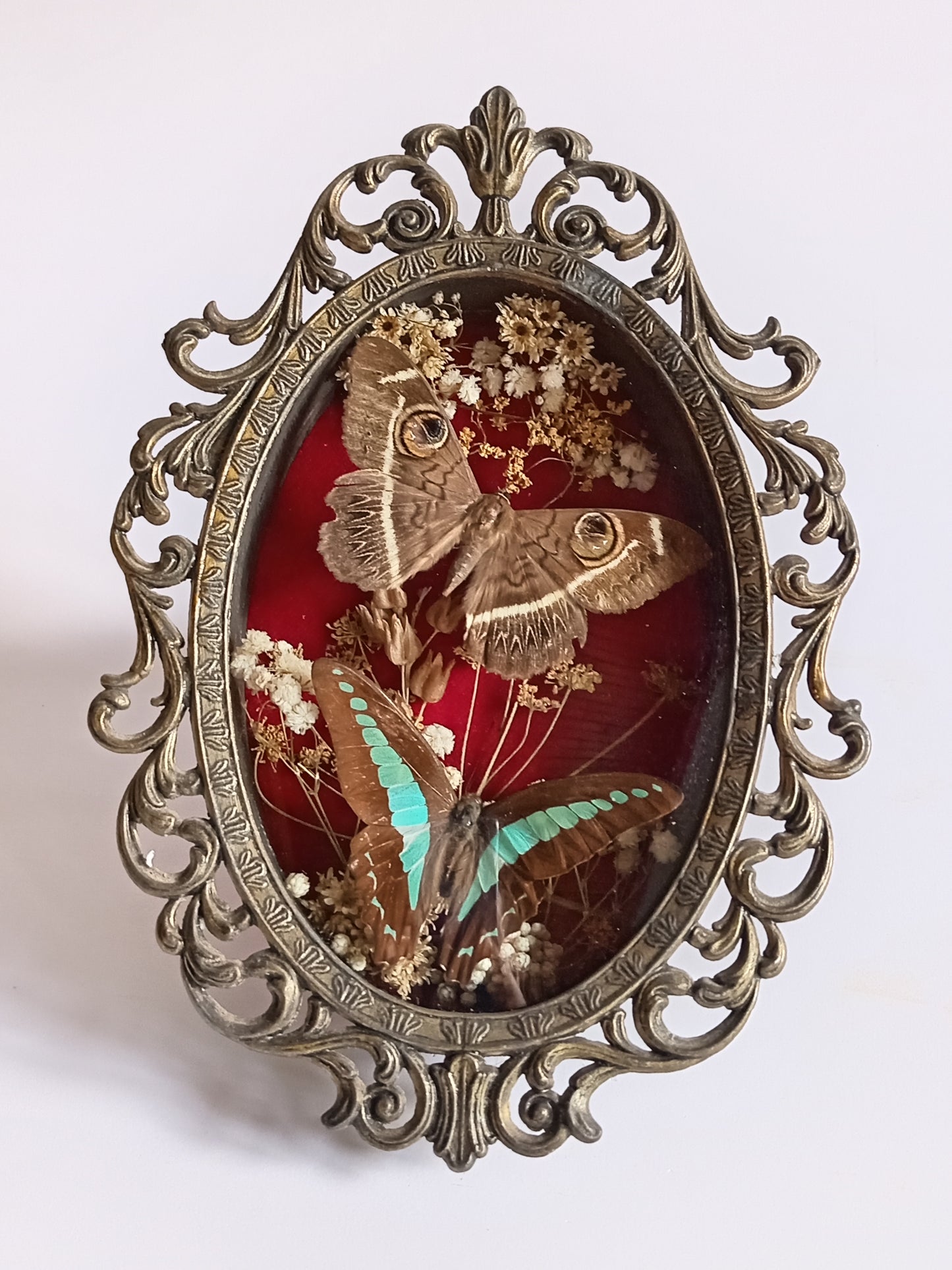 Framed Butterfly & Moth Display – Vintage Oval
