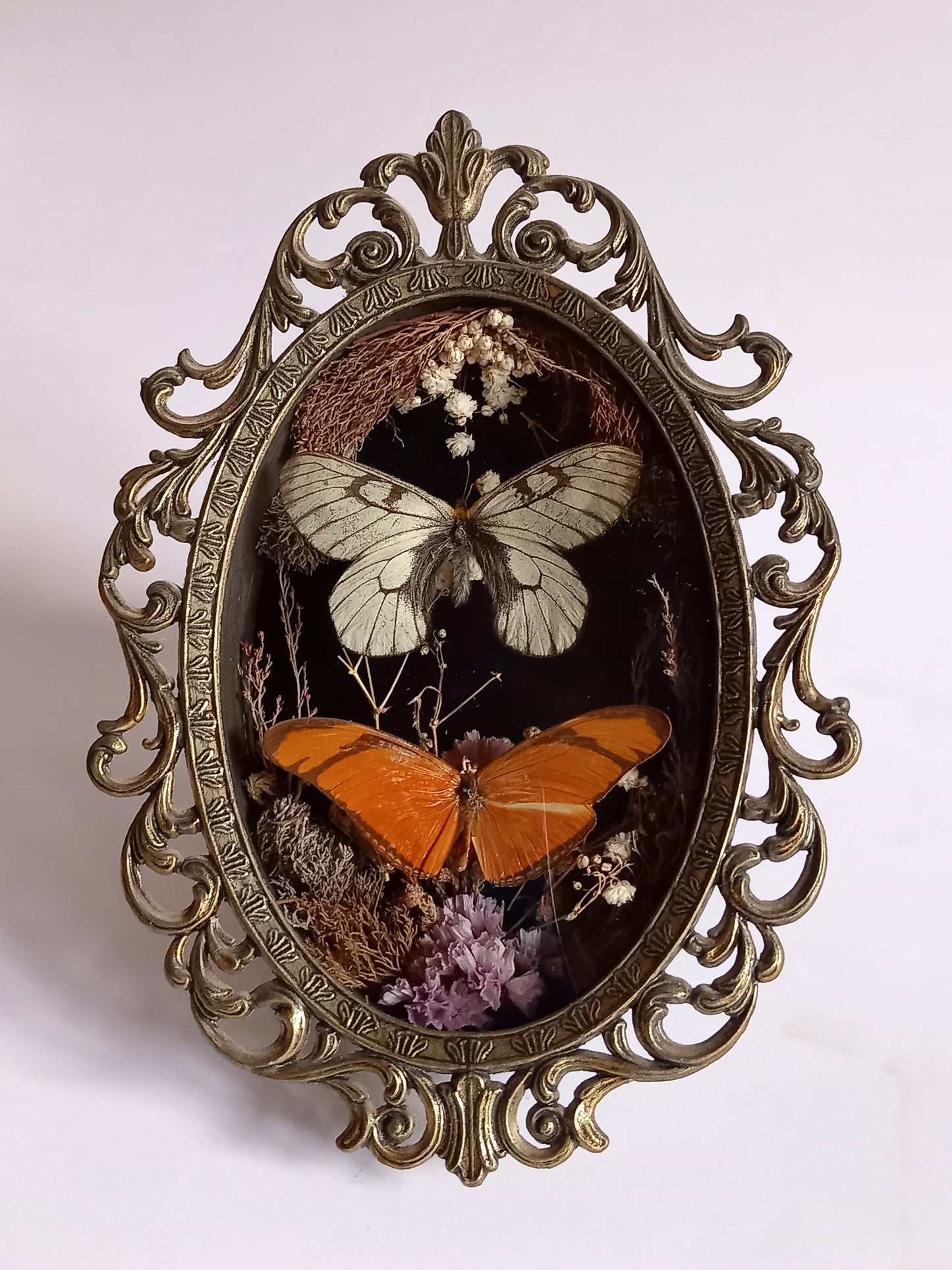 Framed Butterfly & Moth – Vintage Oval Display