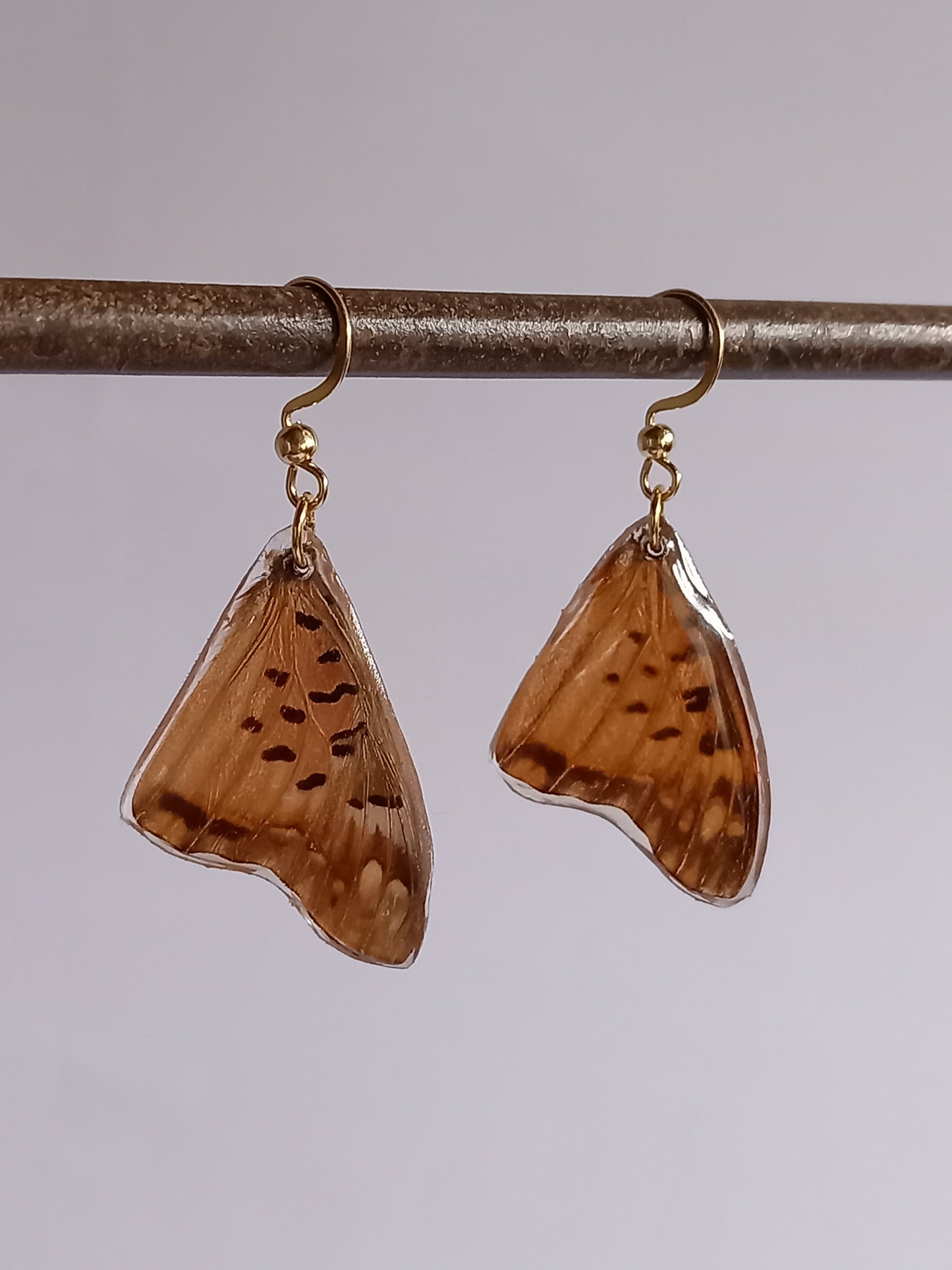 Charaxes jahlusa
