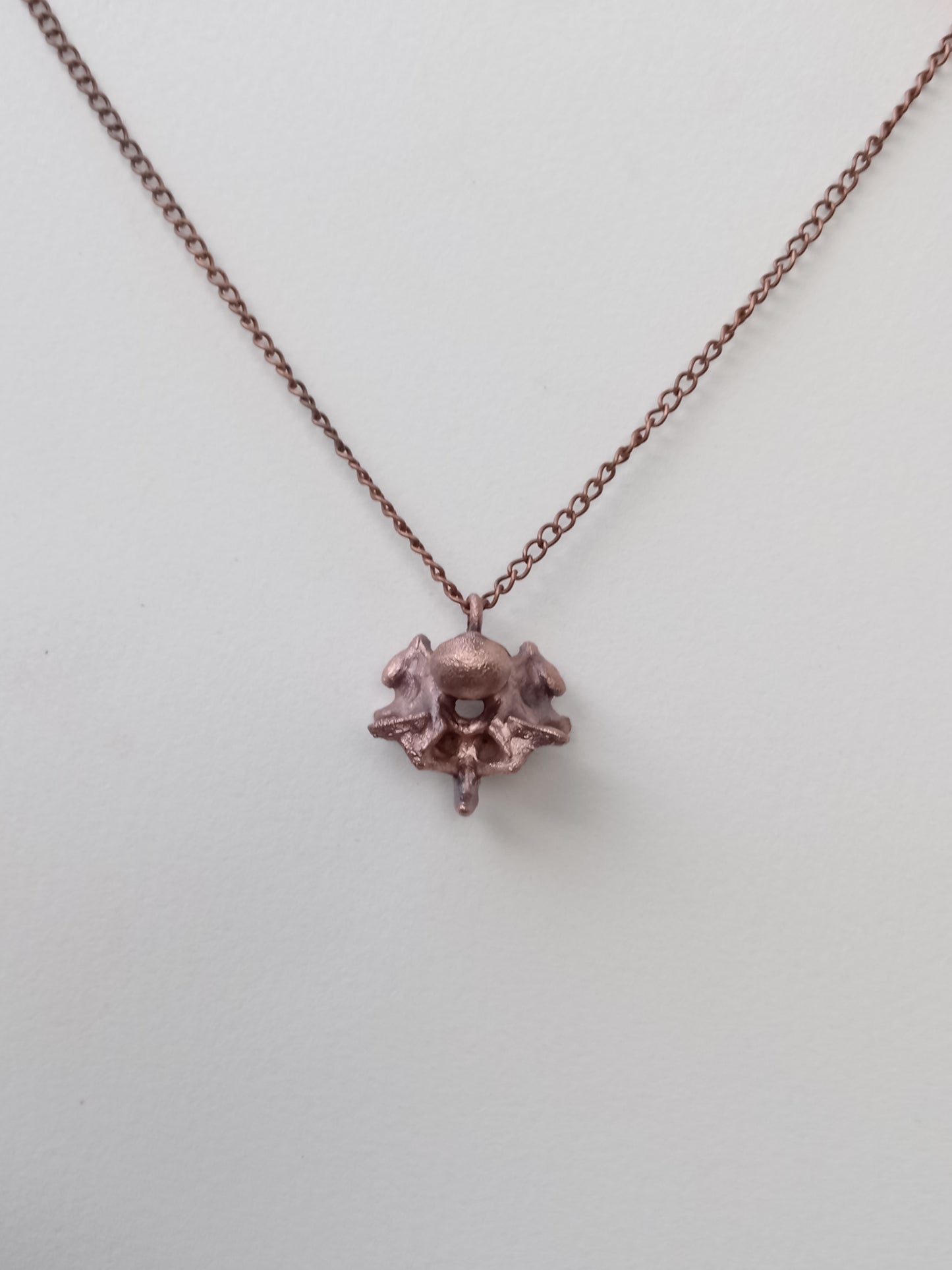 Snake Vertebra