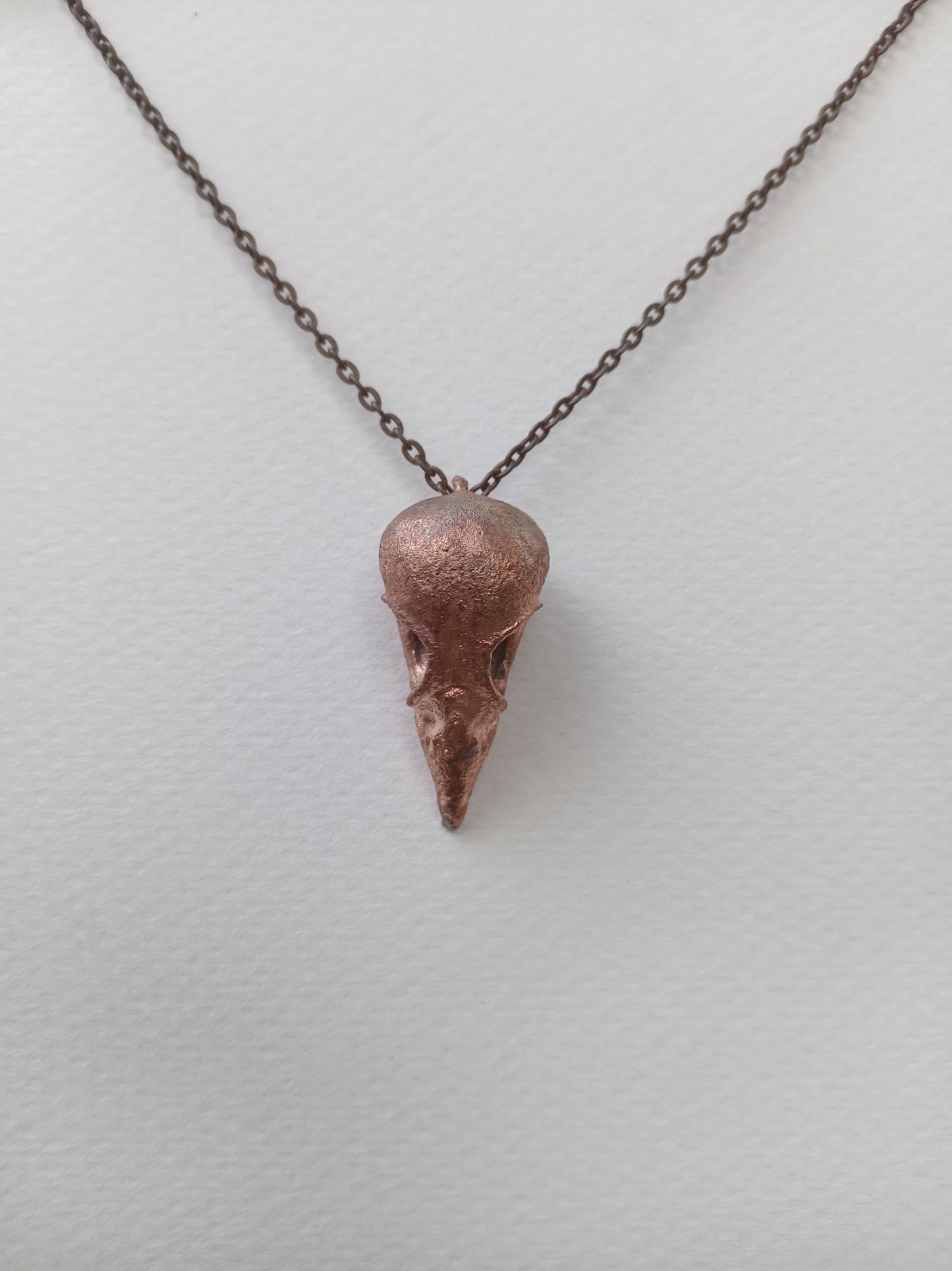 Finch Bird Skull