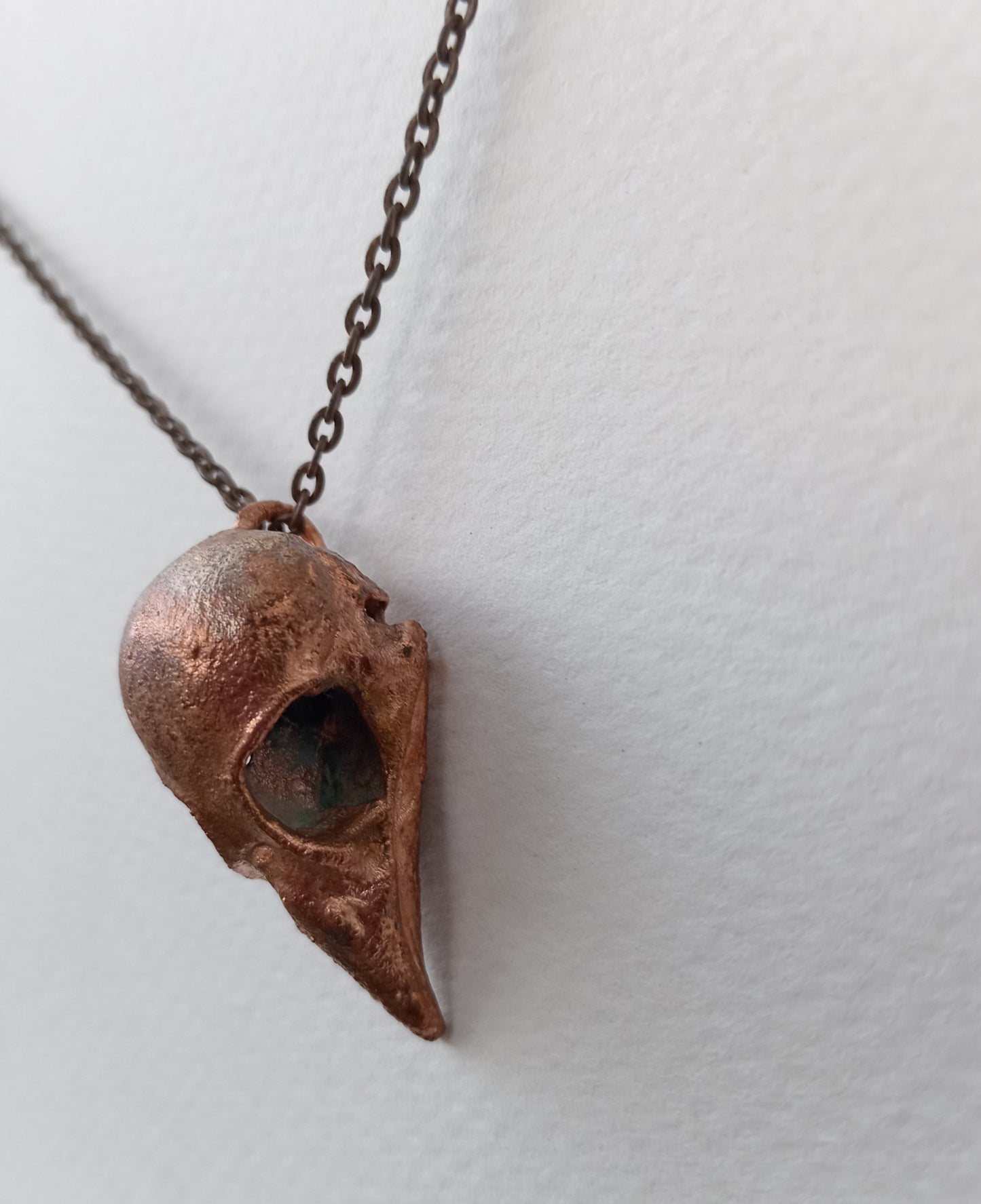 Finch Bird Skull