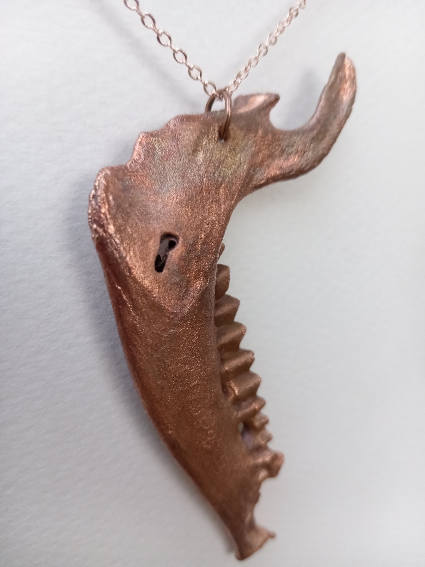 Duiker Mandible