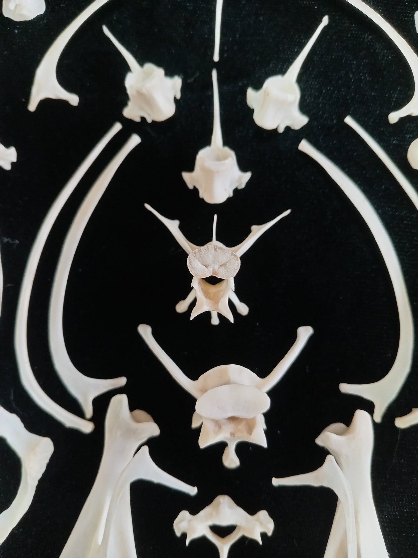 Rabbit Bone Set 3