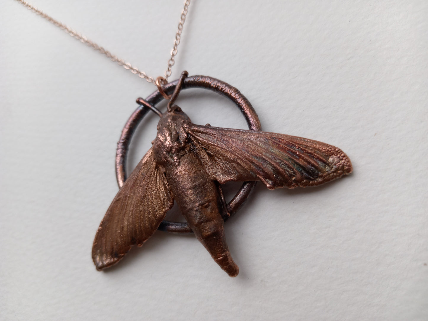 Moth