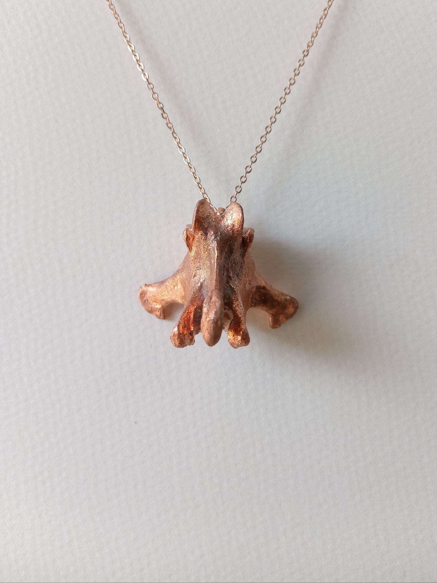 Canine Vertebra