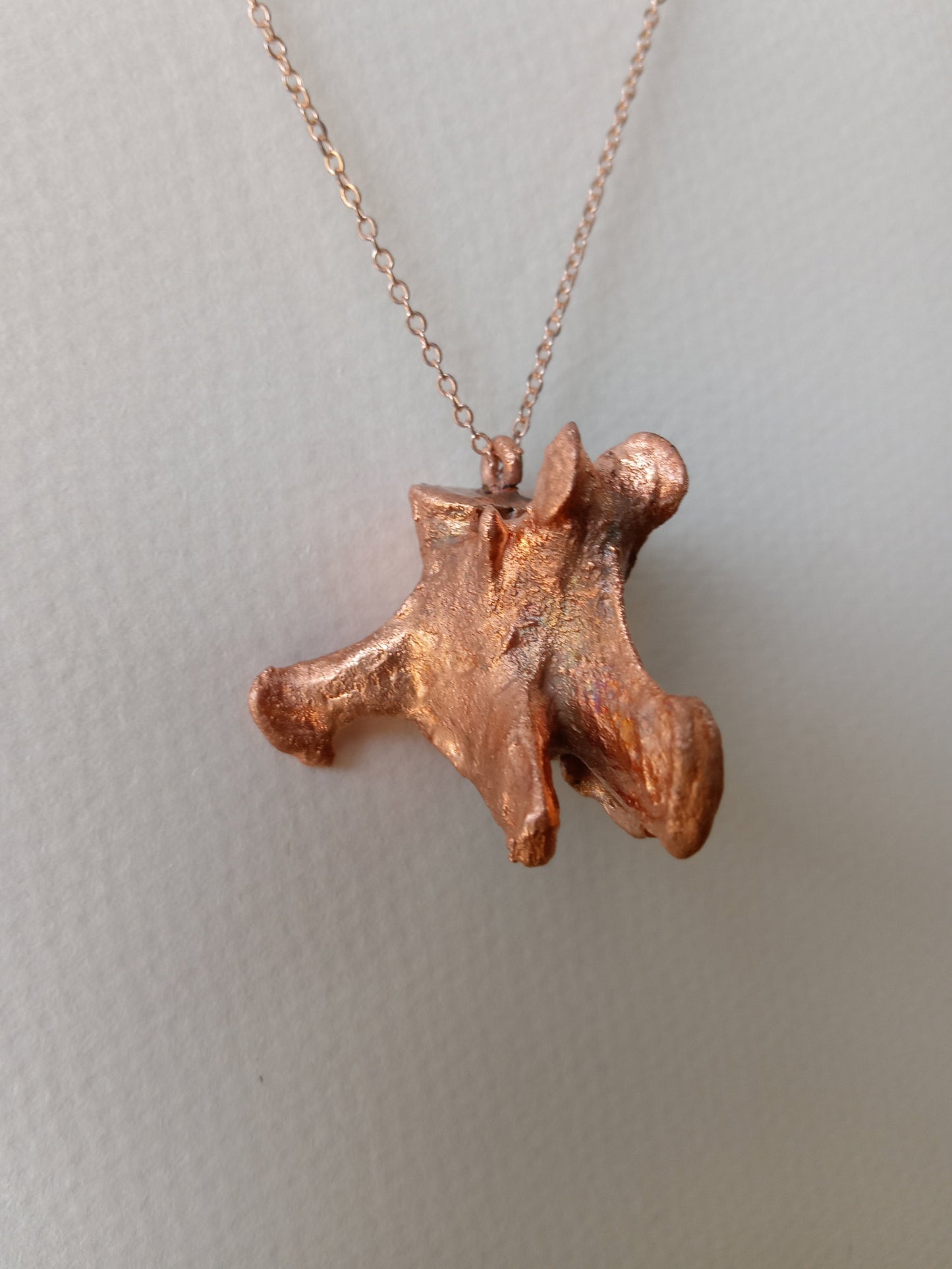 Canine Vertebra