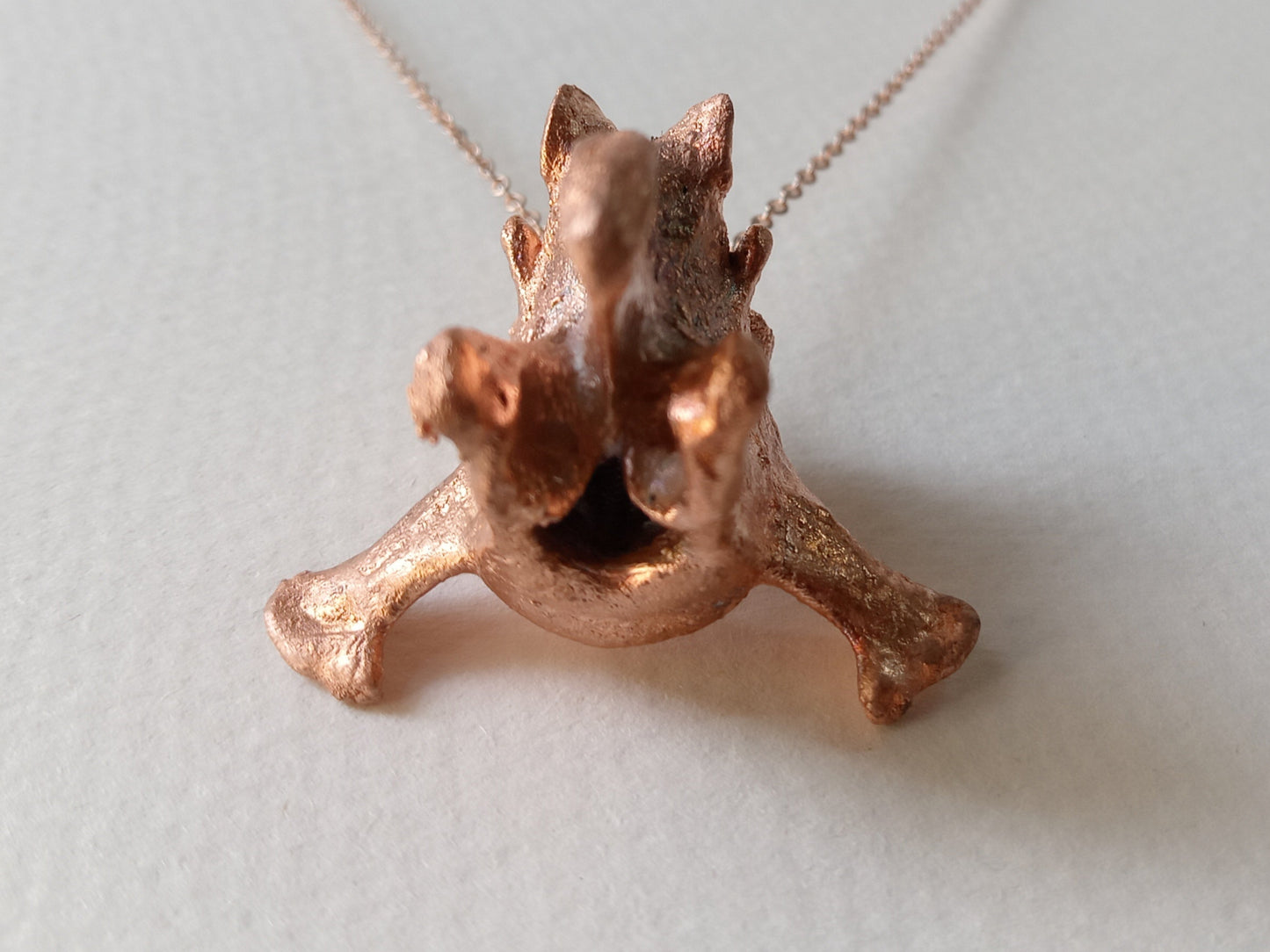 Canine Vertebra