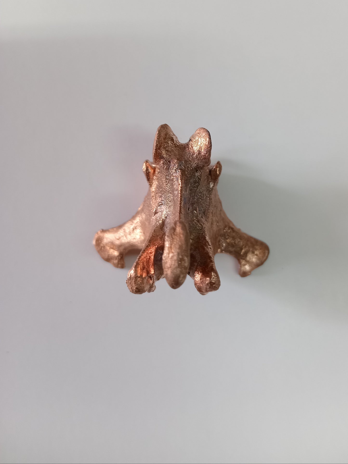 Canine Vertebra