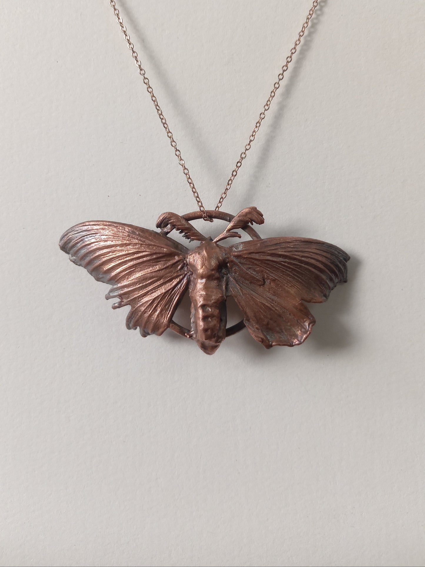 Copper Moth