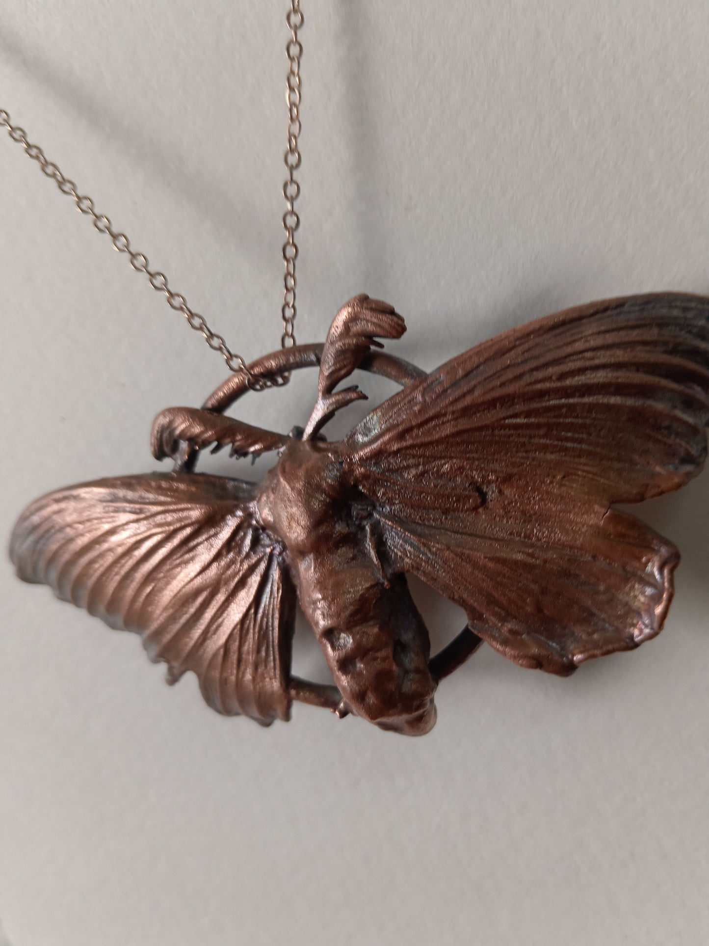 Copper Moth