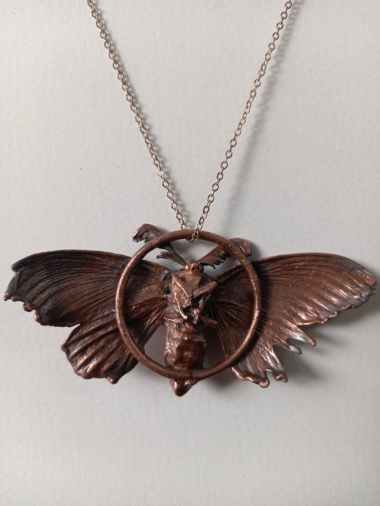 Copper Moth