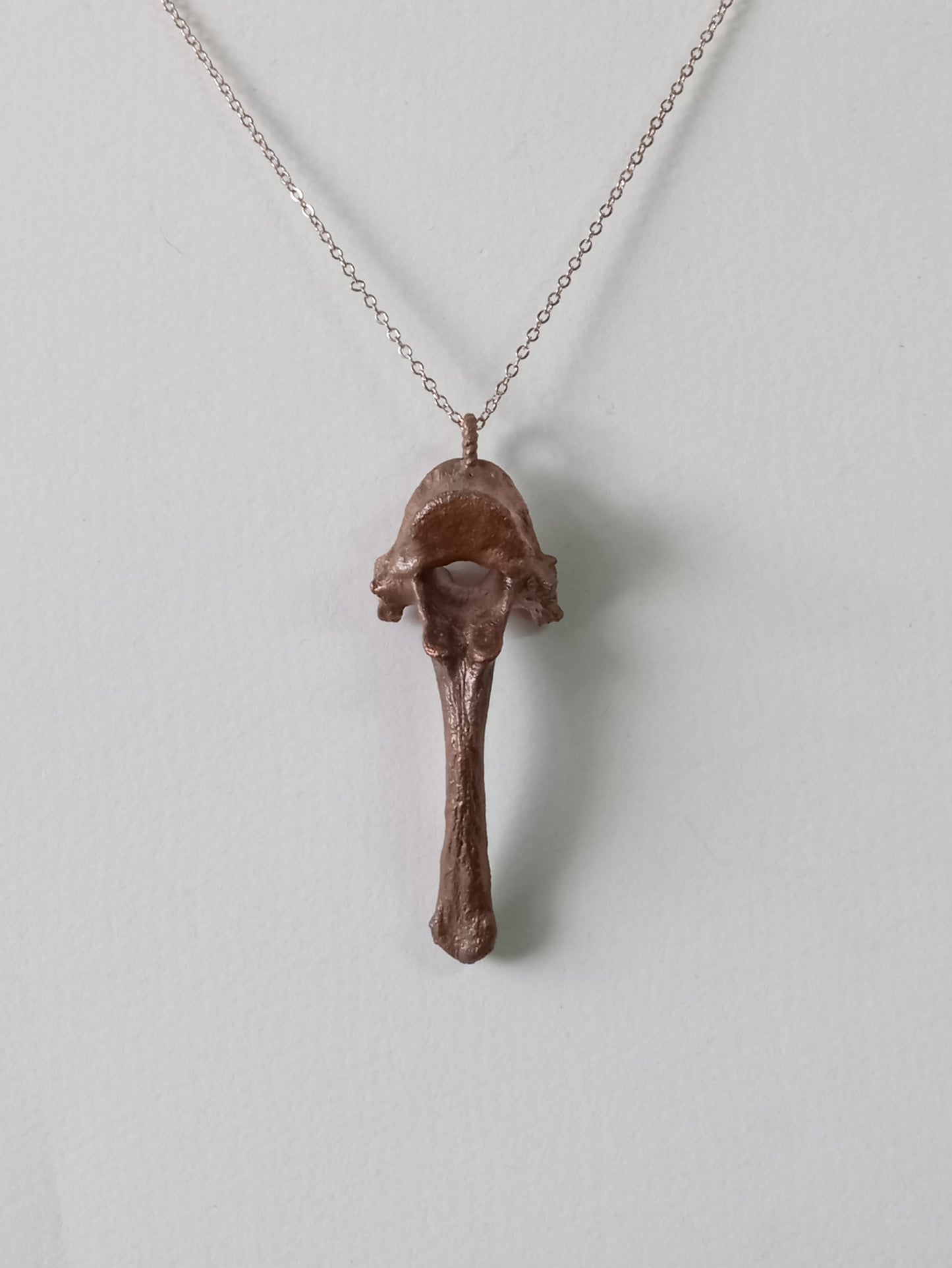 Canine Vertebra