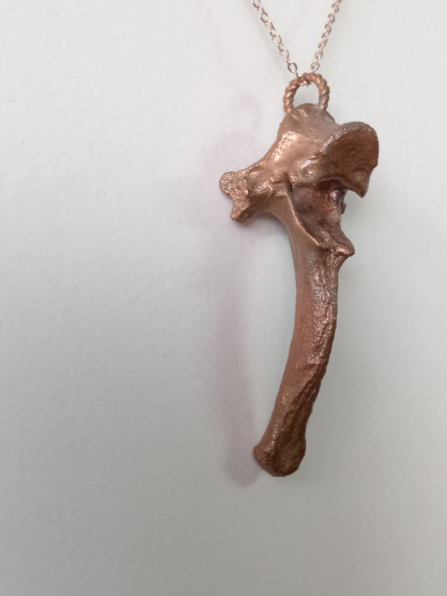 Canine Vertebra