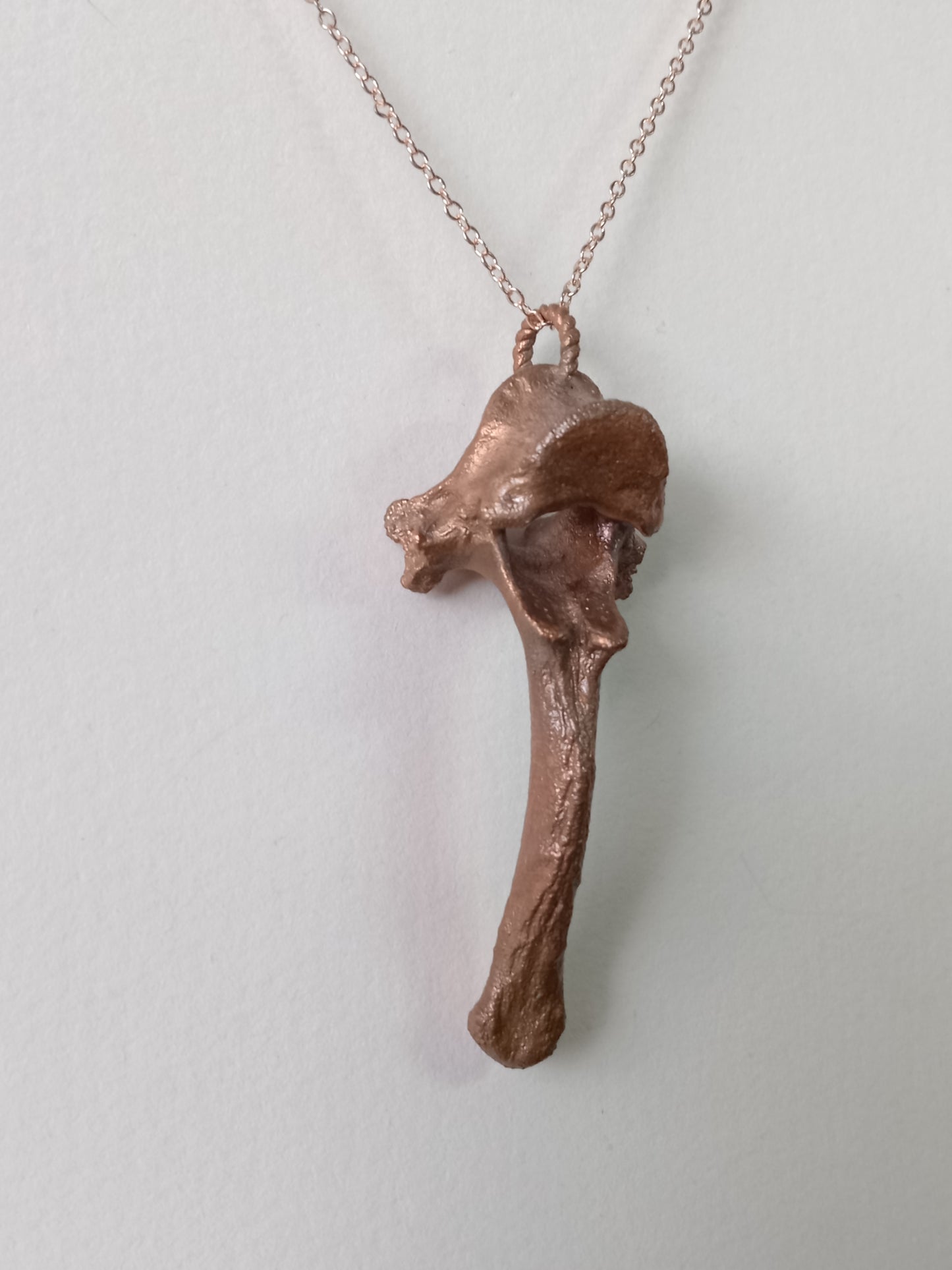Canine Vertebra