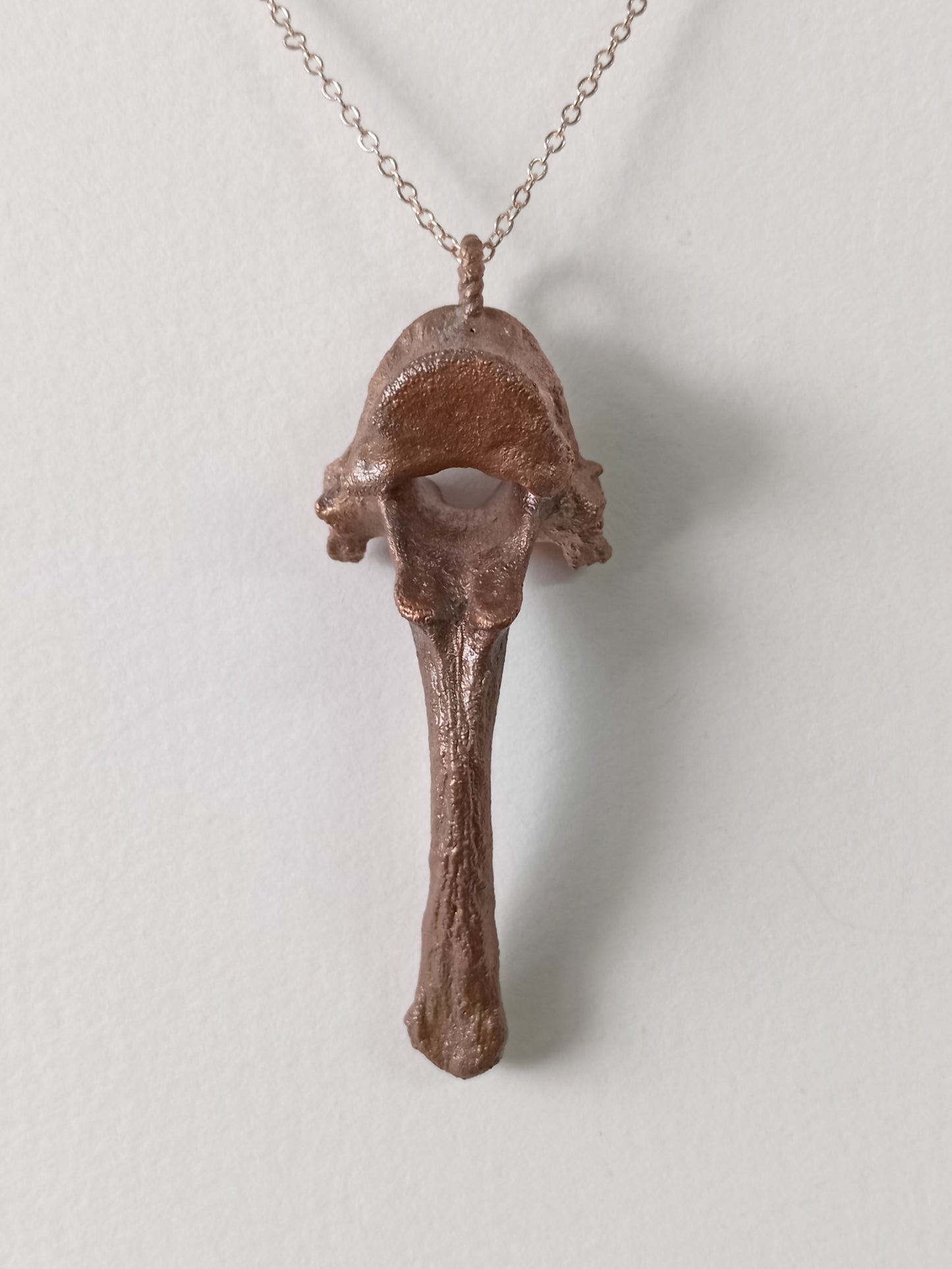 Canine Vertebra