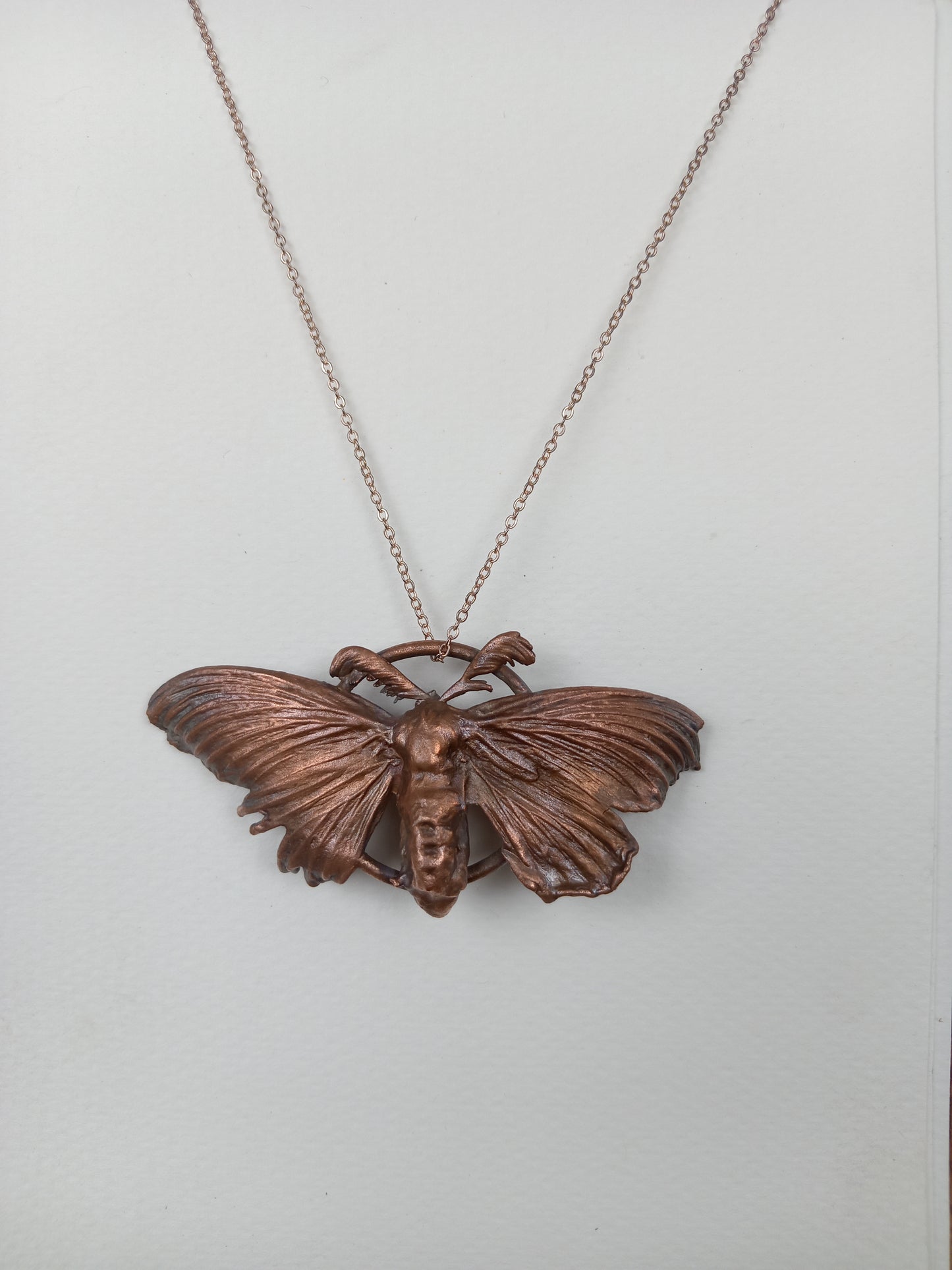 Copper Moth