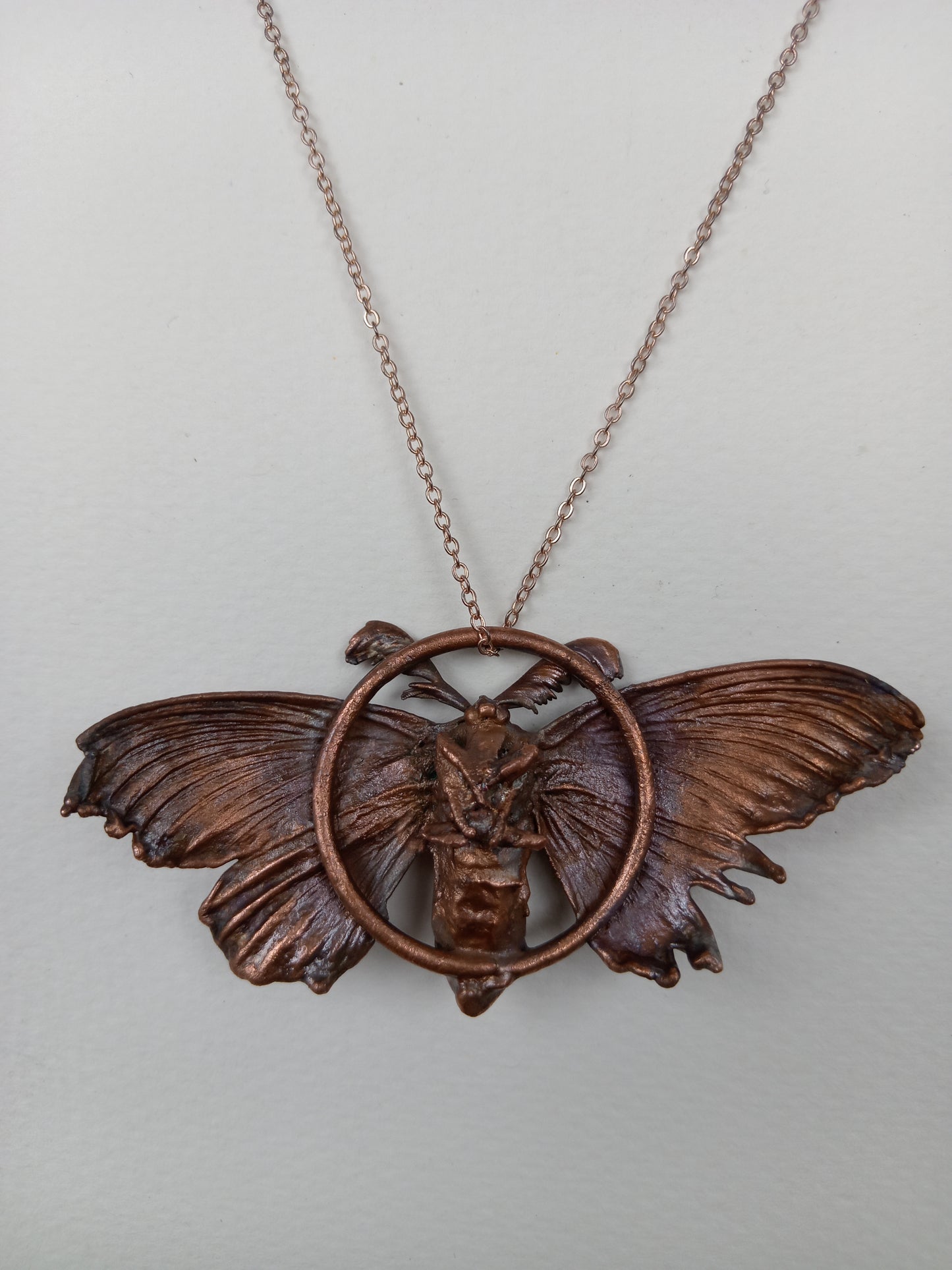 Copper Moth