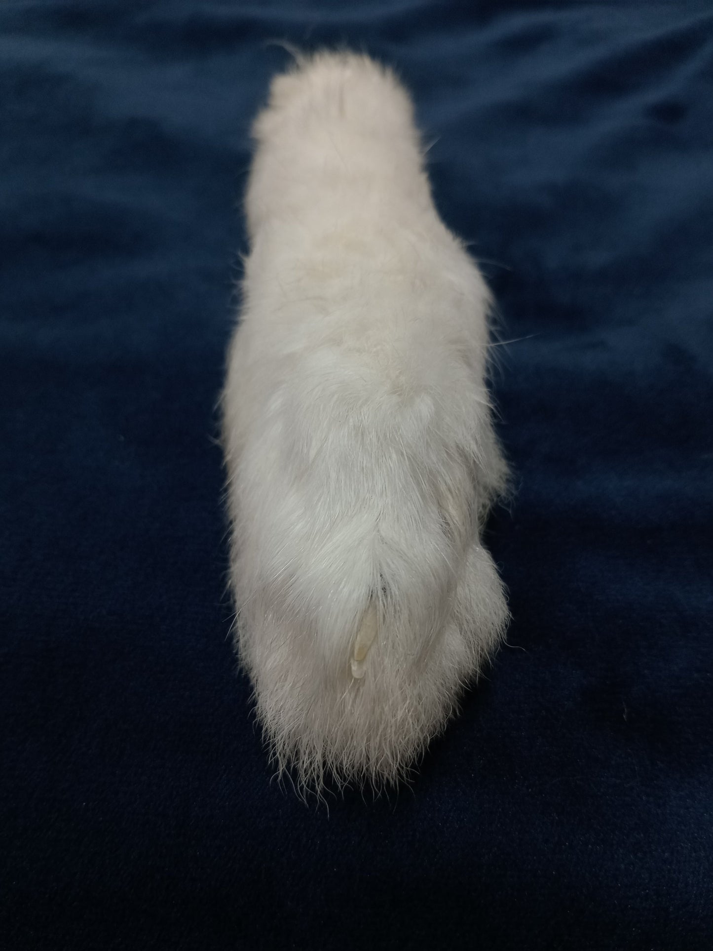 Lucky rabbits foot