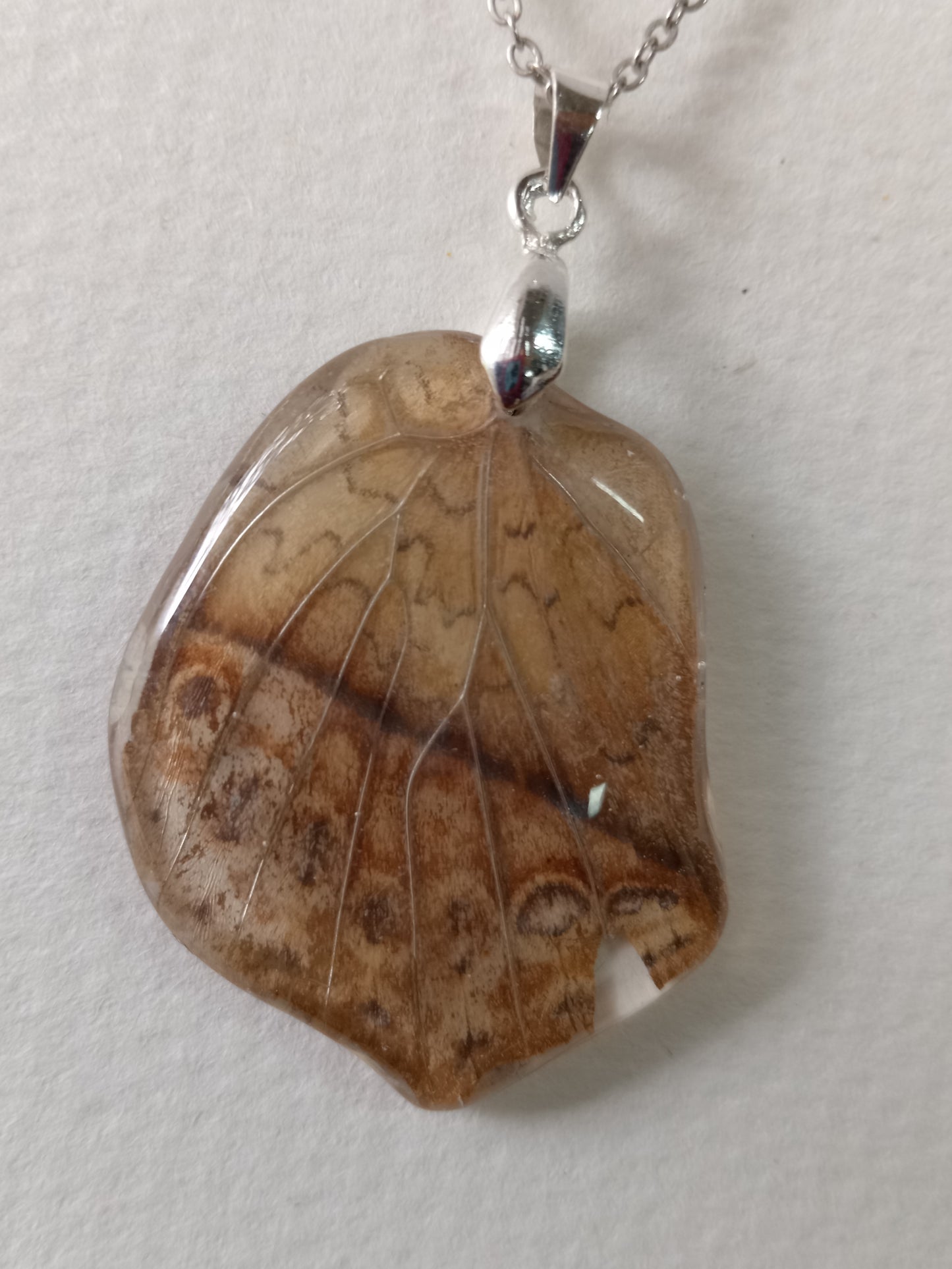 Butterfly wing, autumn leaf