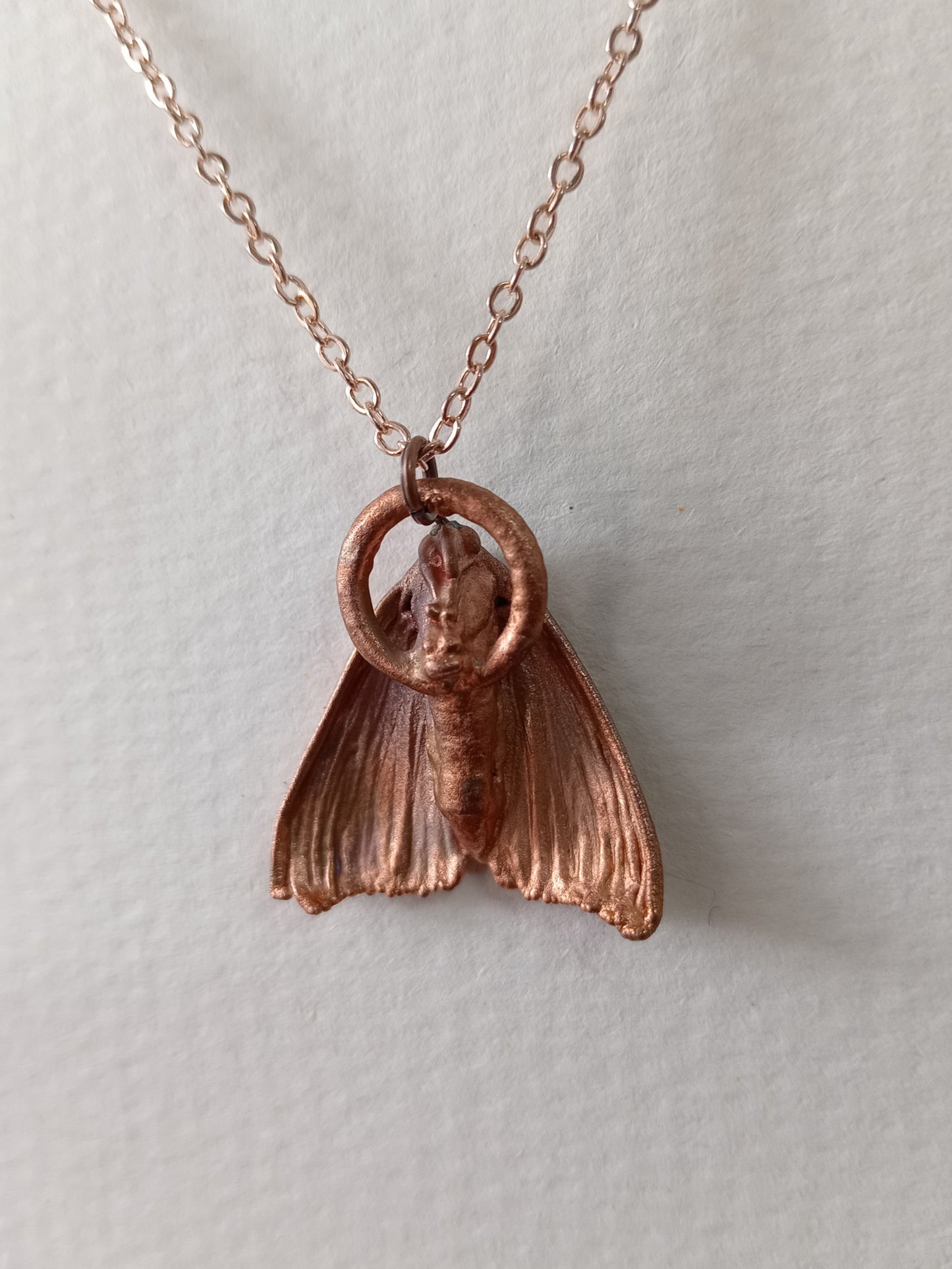 Little moth