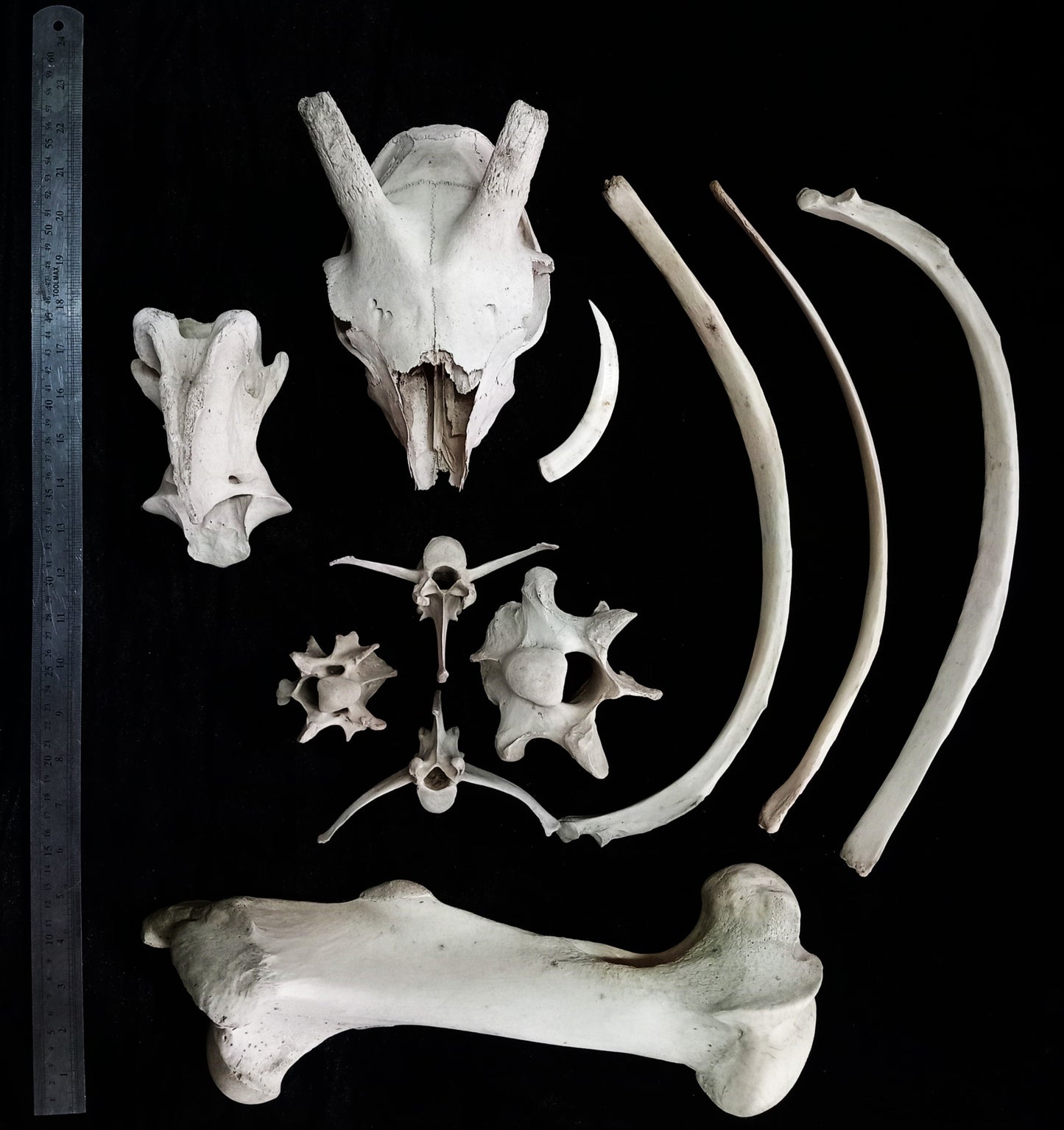 Large Bone Set 4