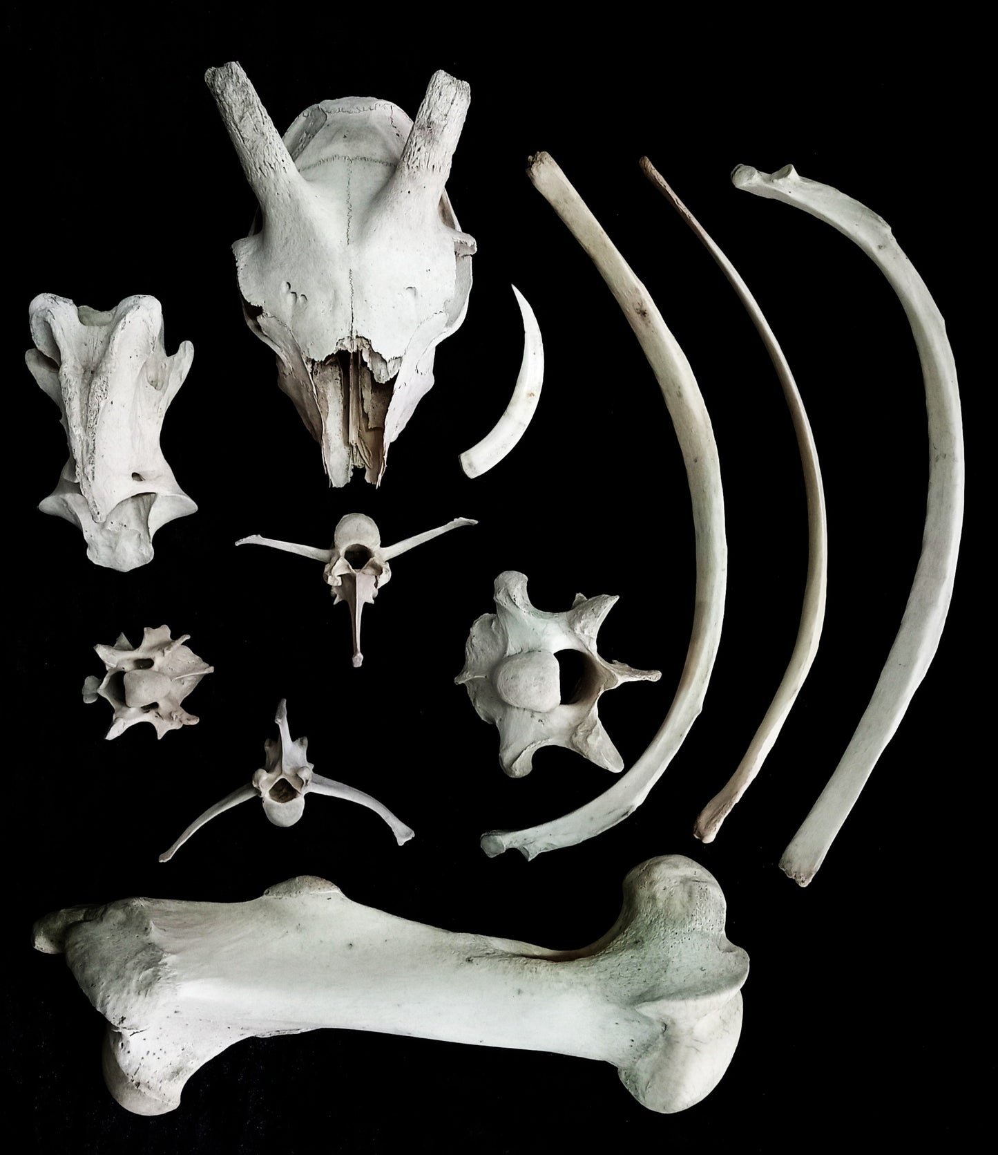 Large Bone Set 4