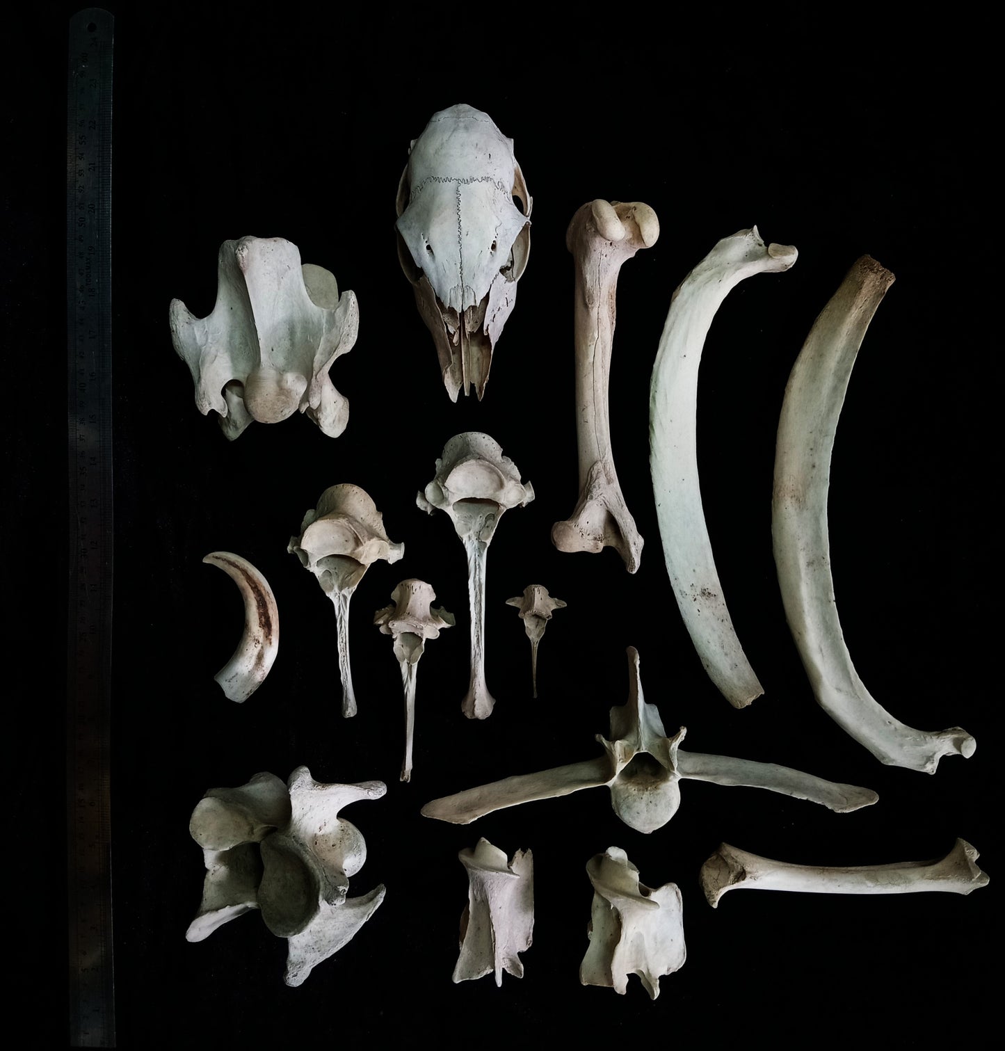 Large Bone Set 5