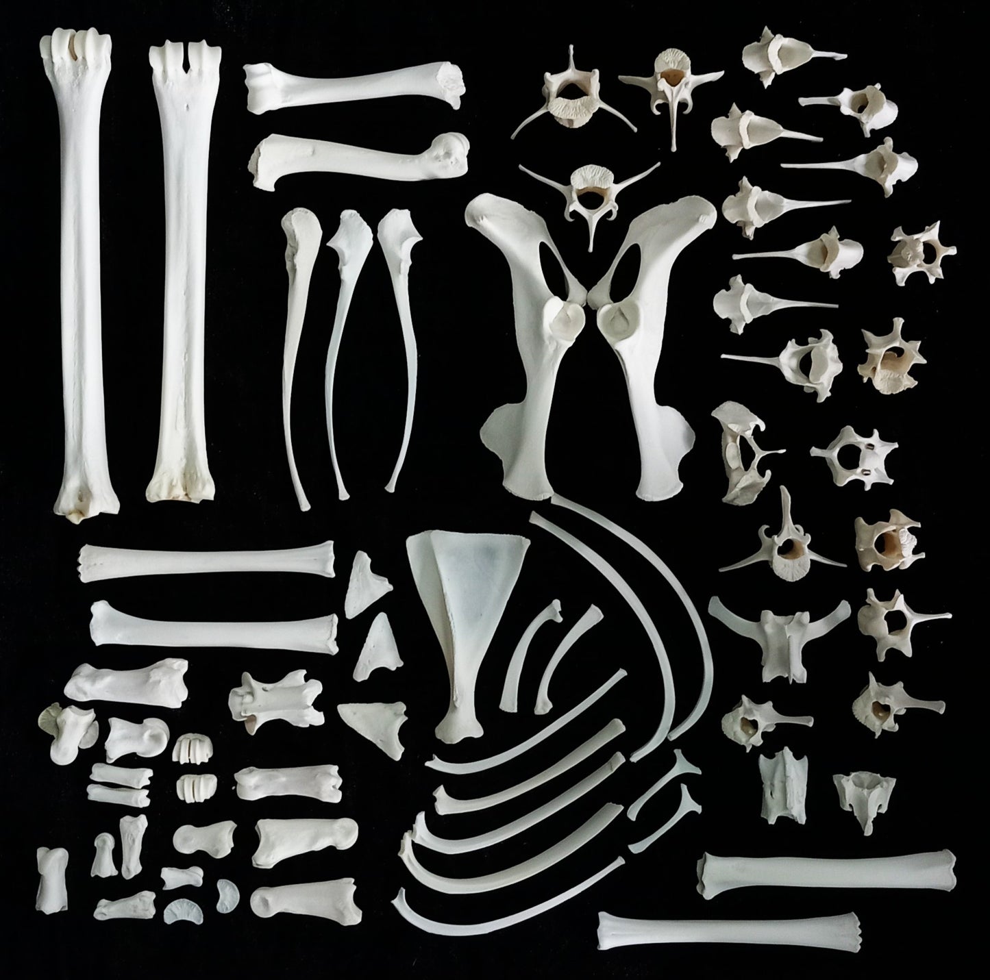 Duiker Bone Set 6