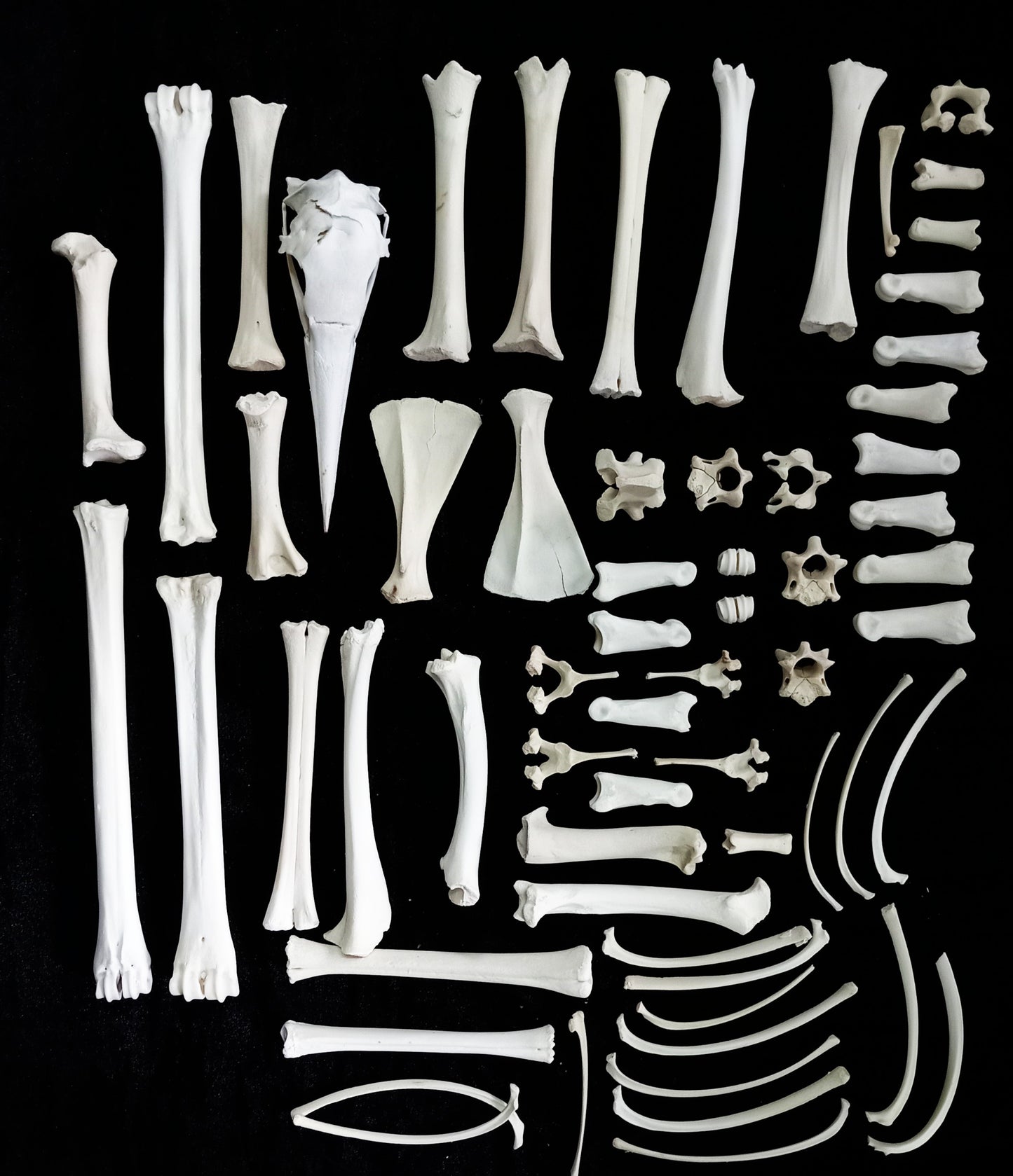 Bone Set 7