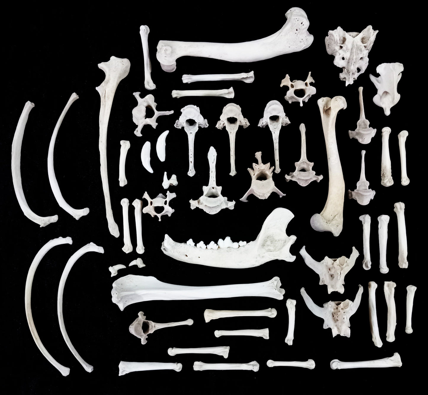 Canine Bone Set 8