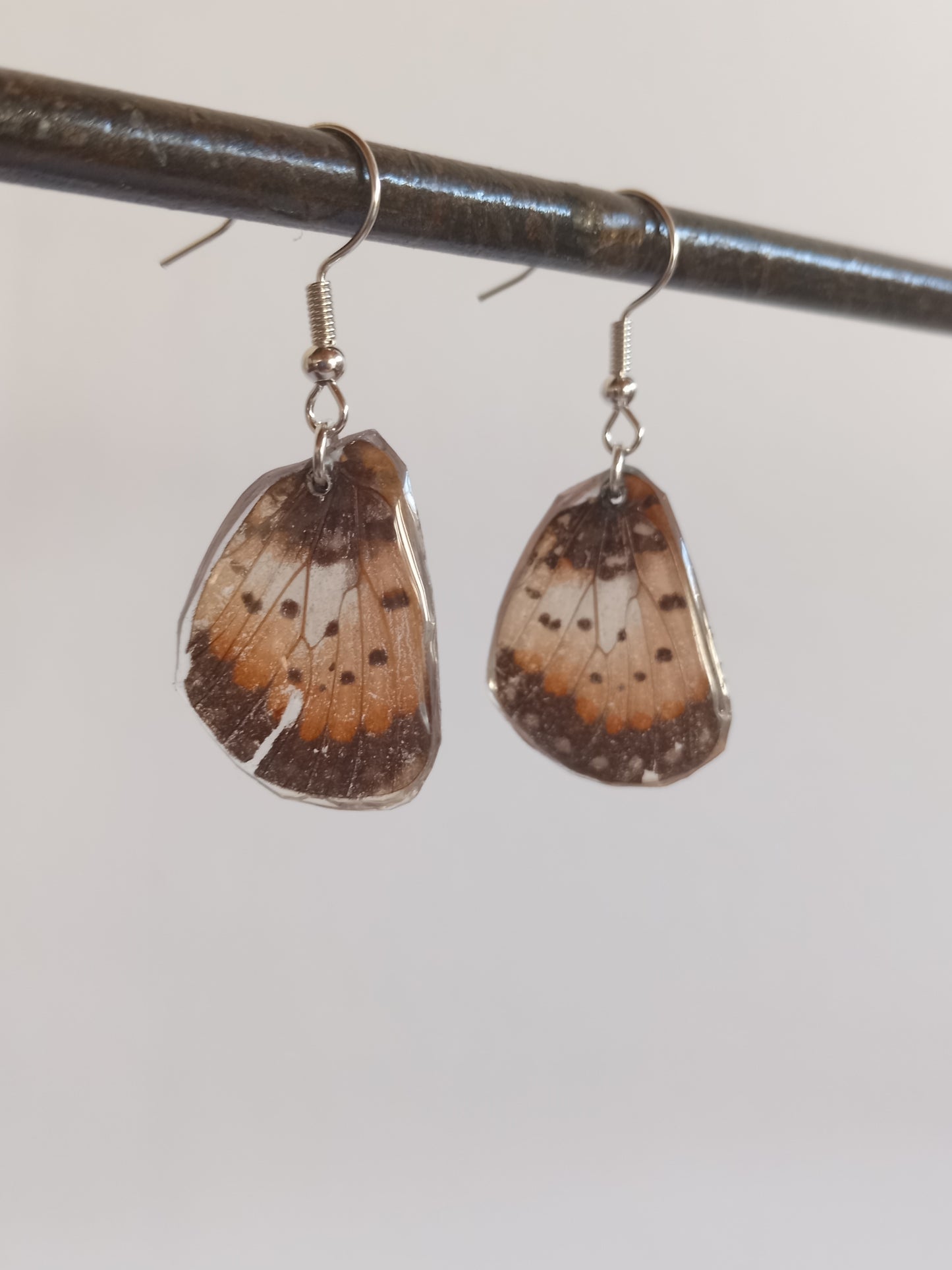 Acraea acara