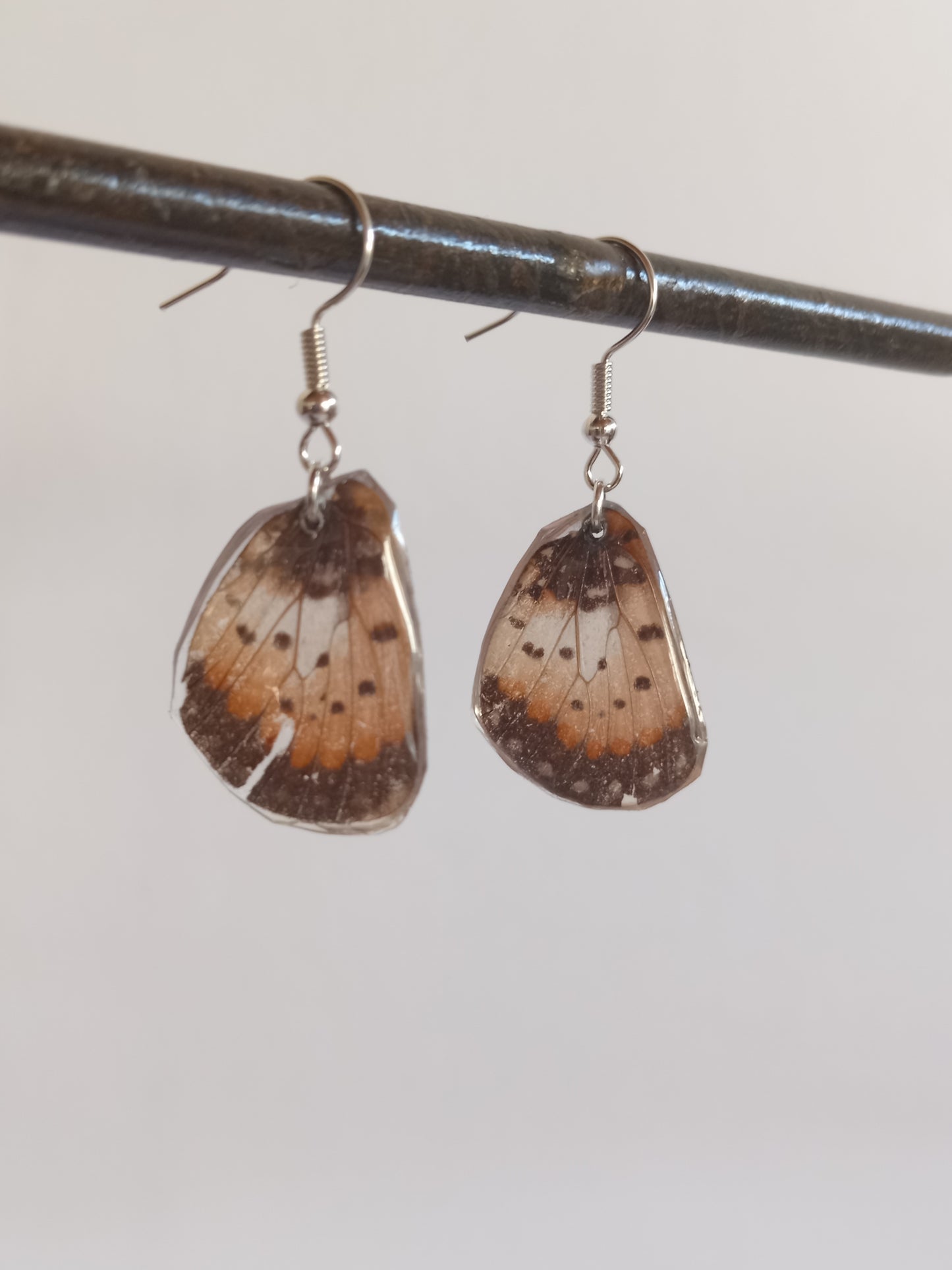 Acraea acara