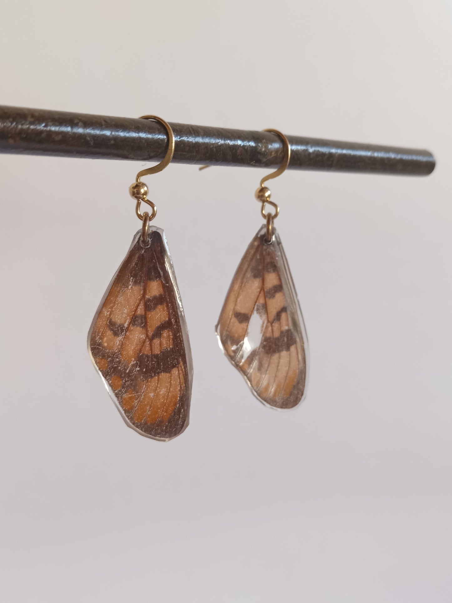 Natal Acraea