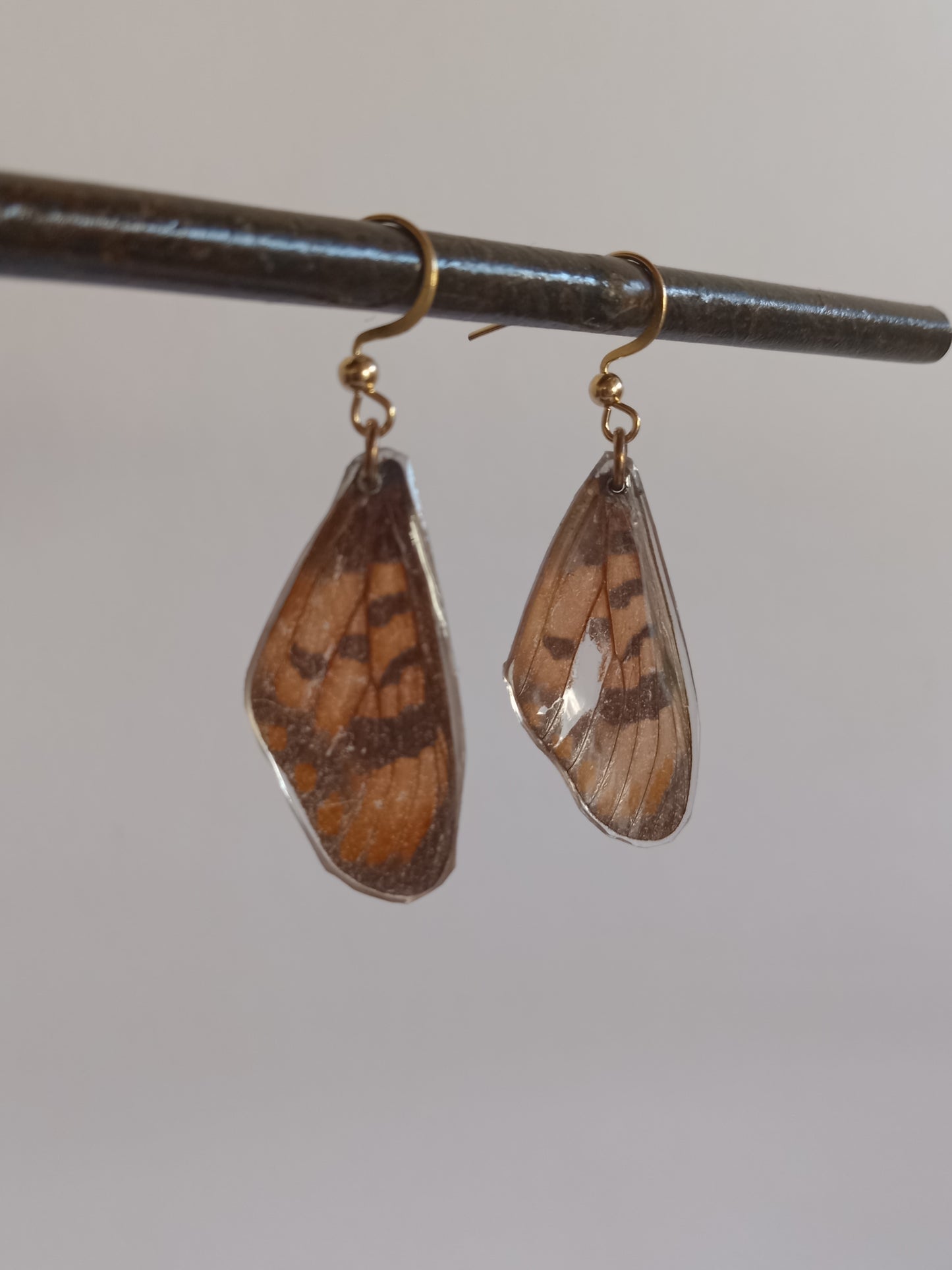 Natal Acraea