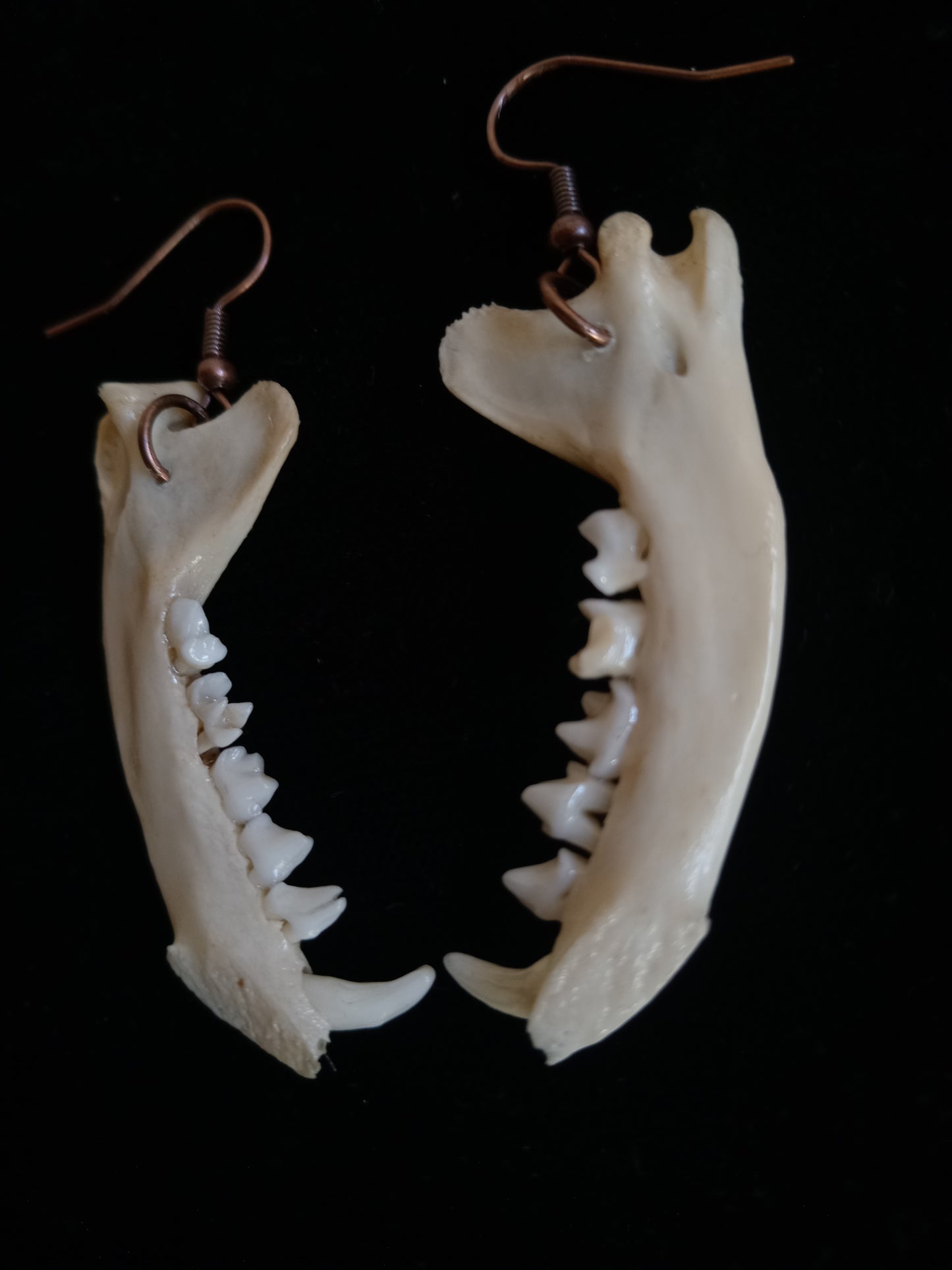 Mongoose Mandibles