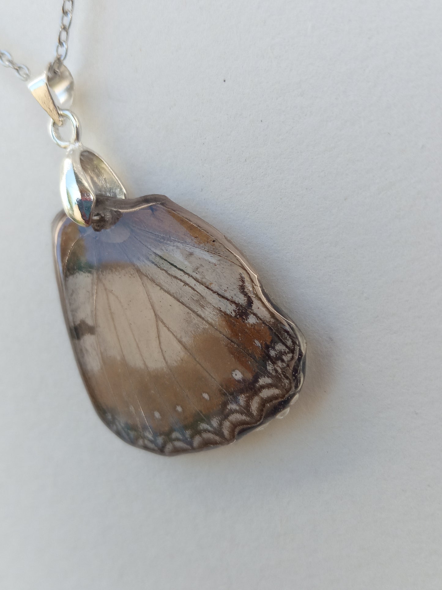 Common Diadem