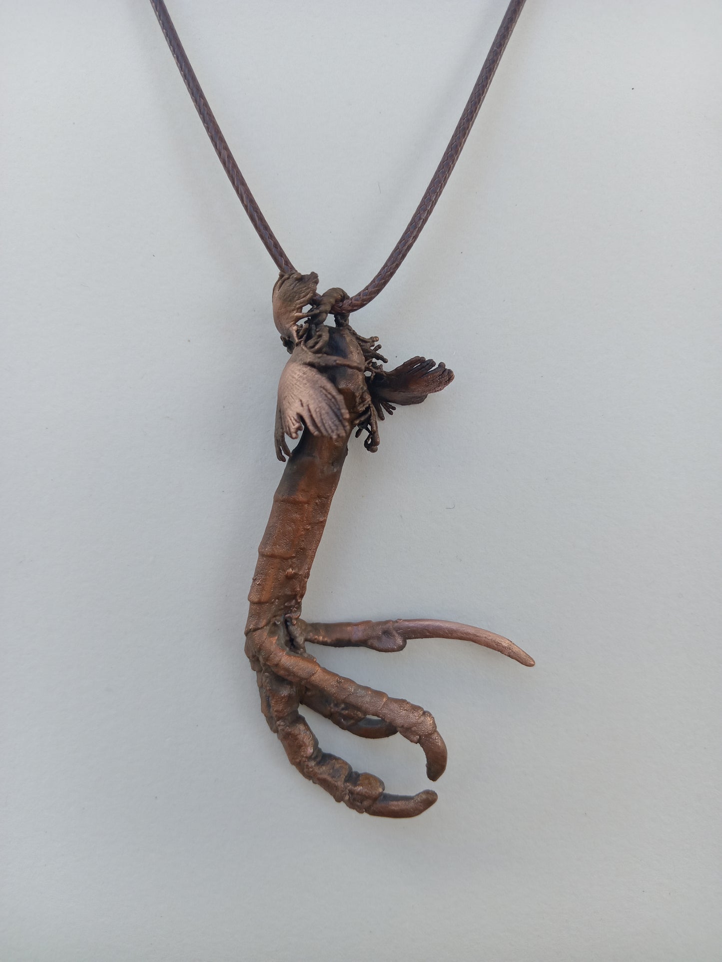 Burchell’s Coucal Bird Foot