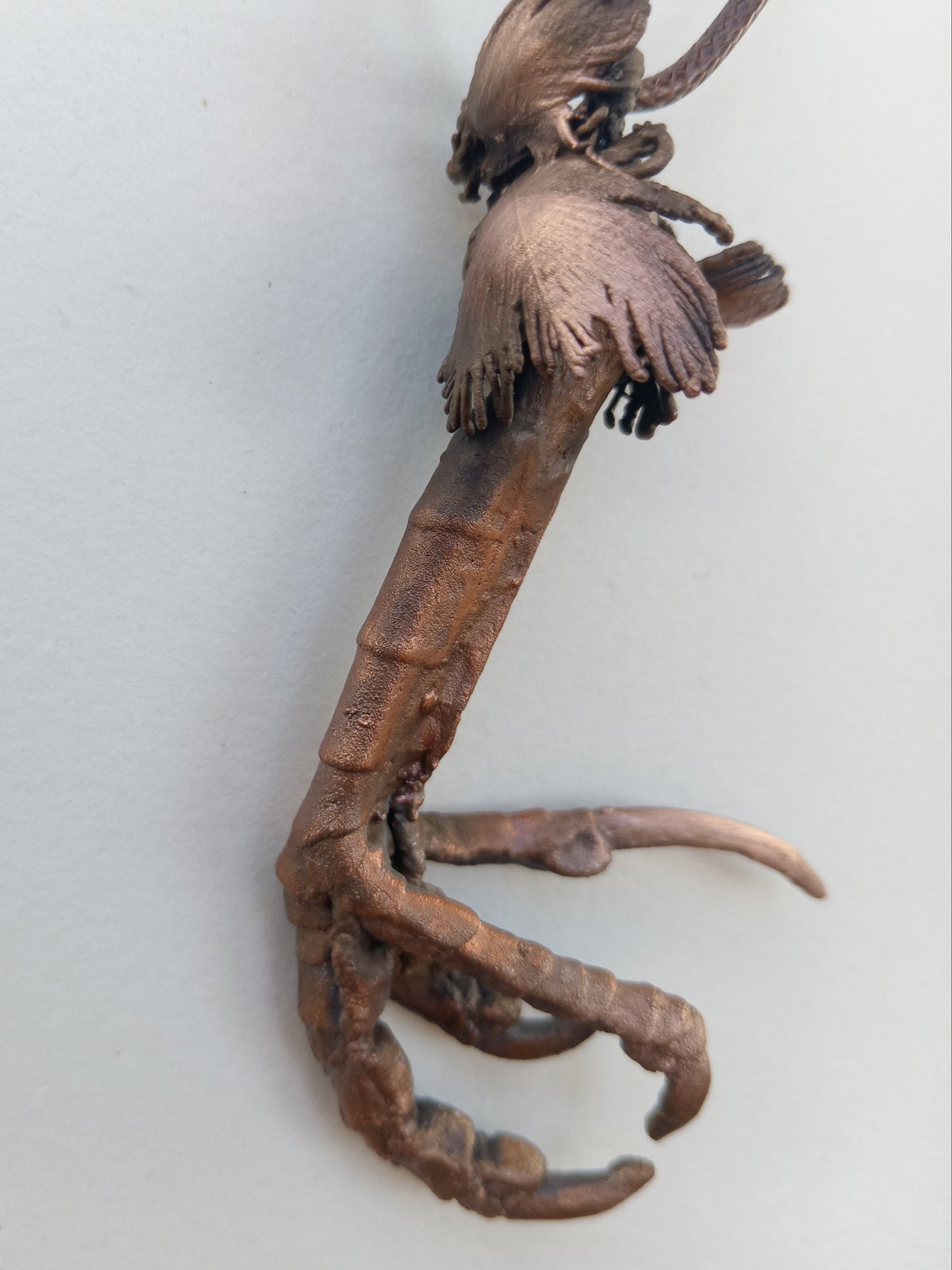 Burchell’s Coucal Bird Foot