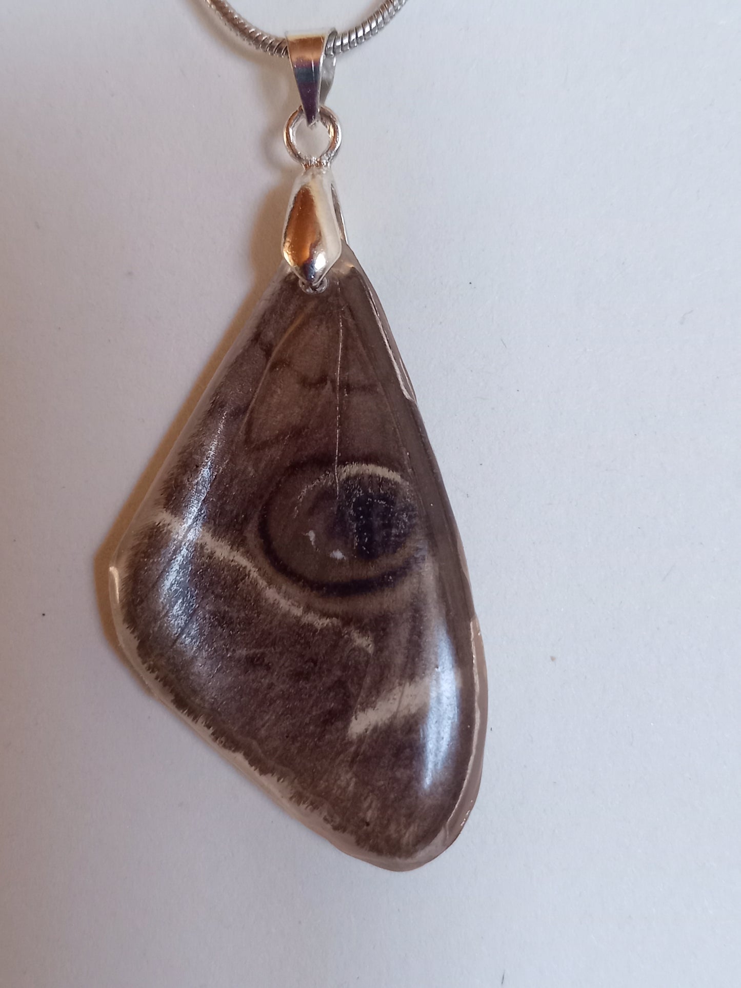 Owl Moth Wing