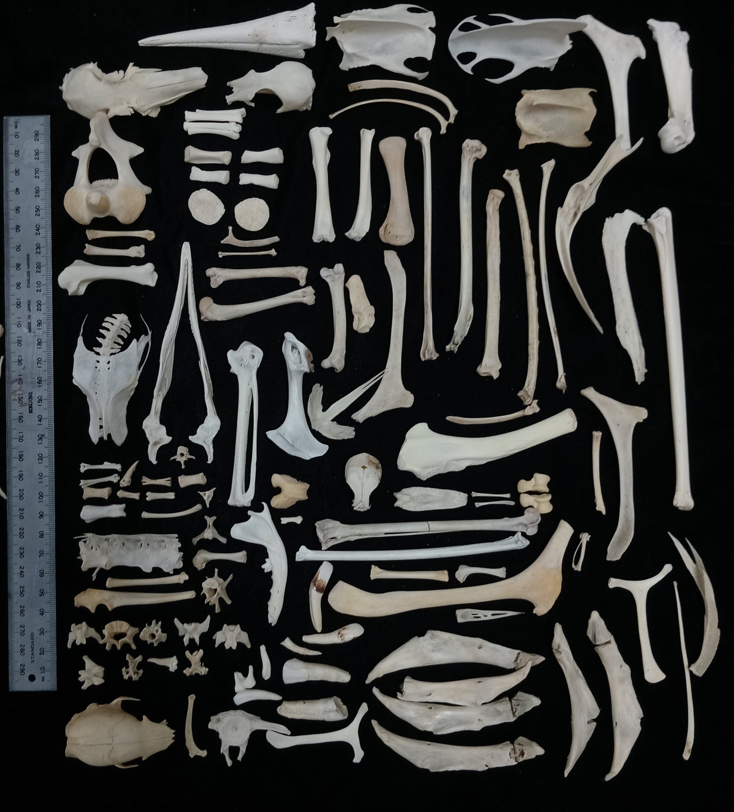 Bone Set 2