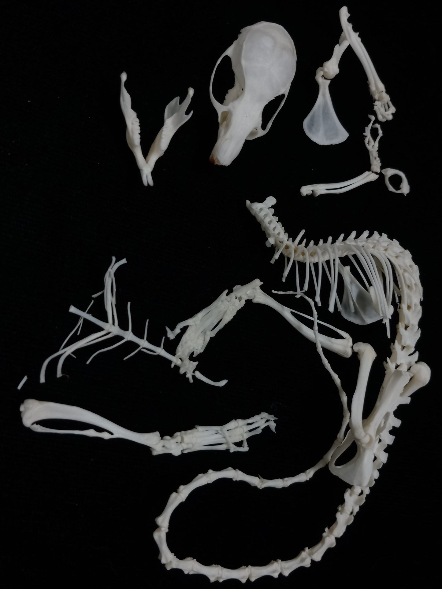 Rat Bone Set 1