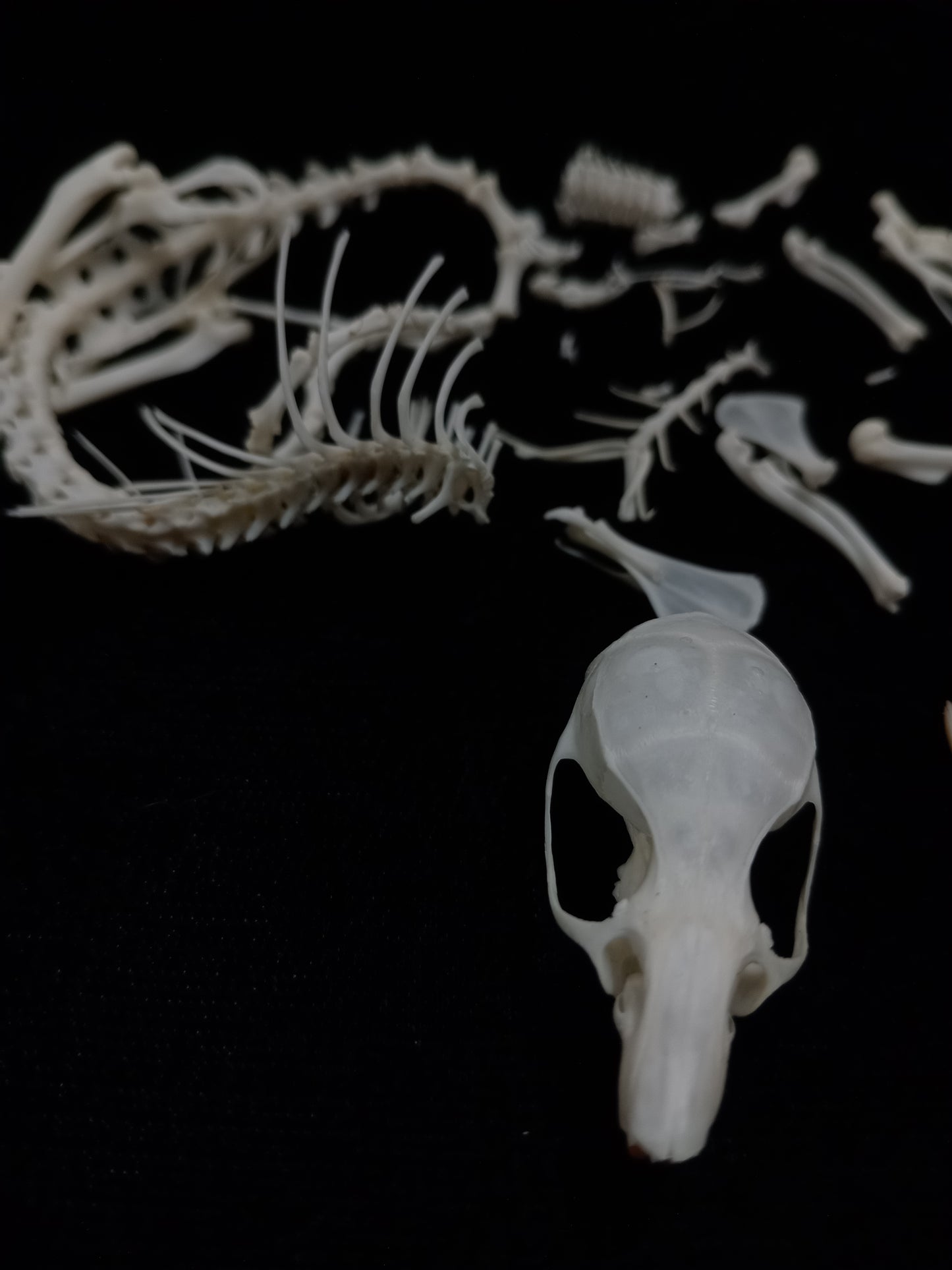 Rat Bone Set 2