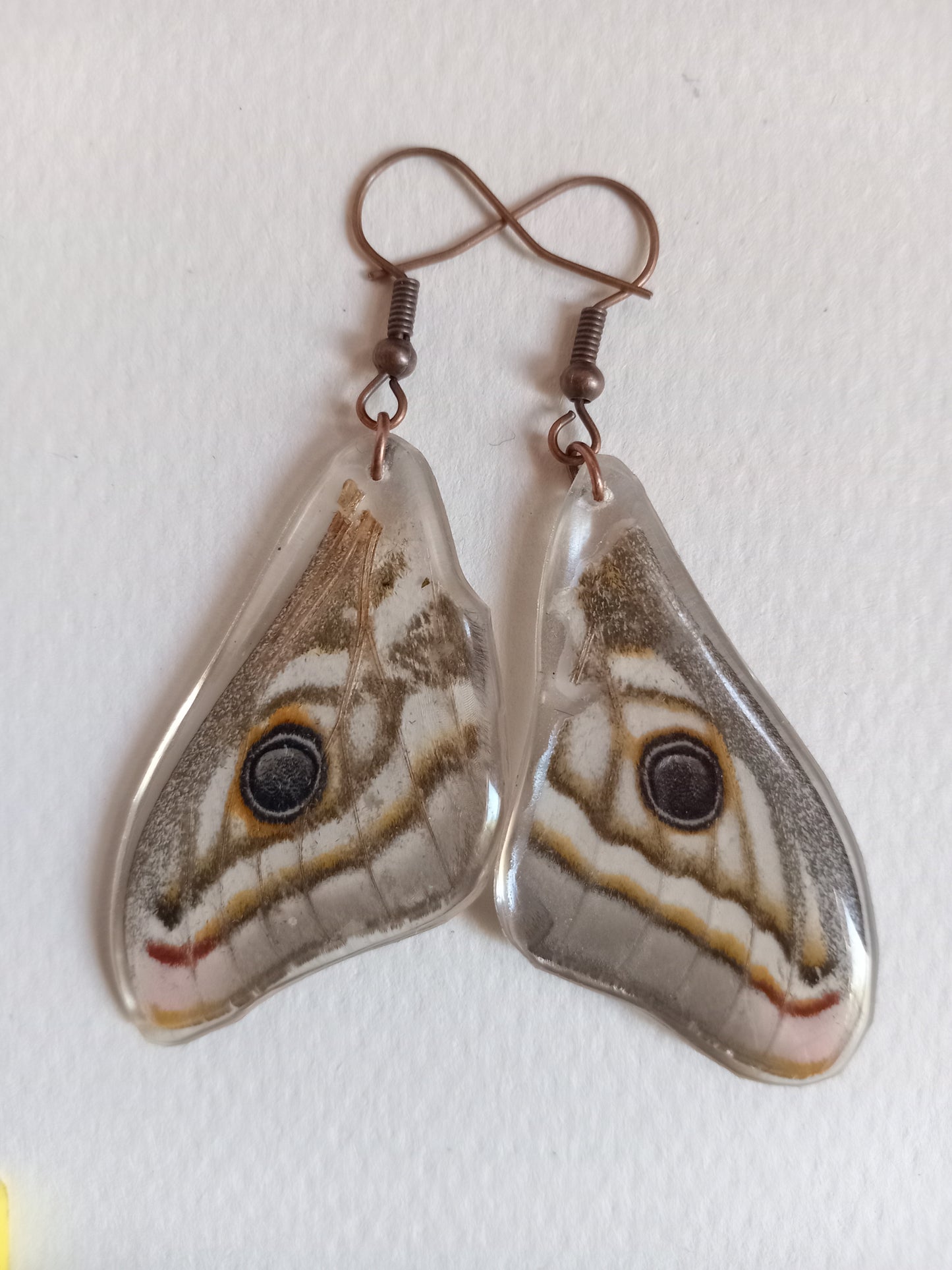 Marbled emperor moth, unique nature art, ethical sourcing, Obscure Art South Africa