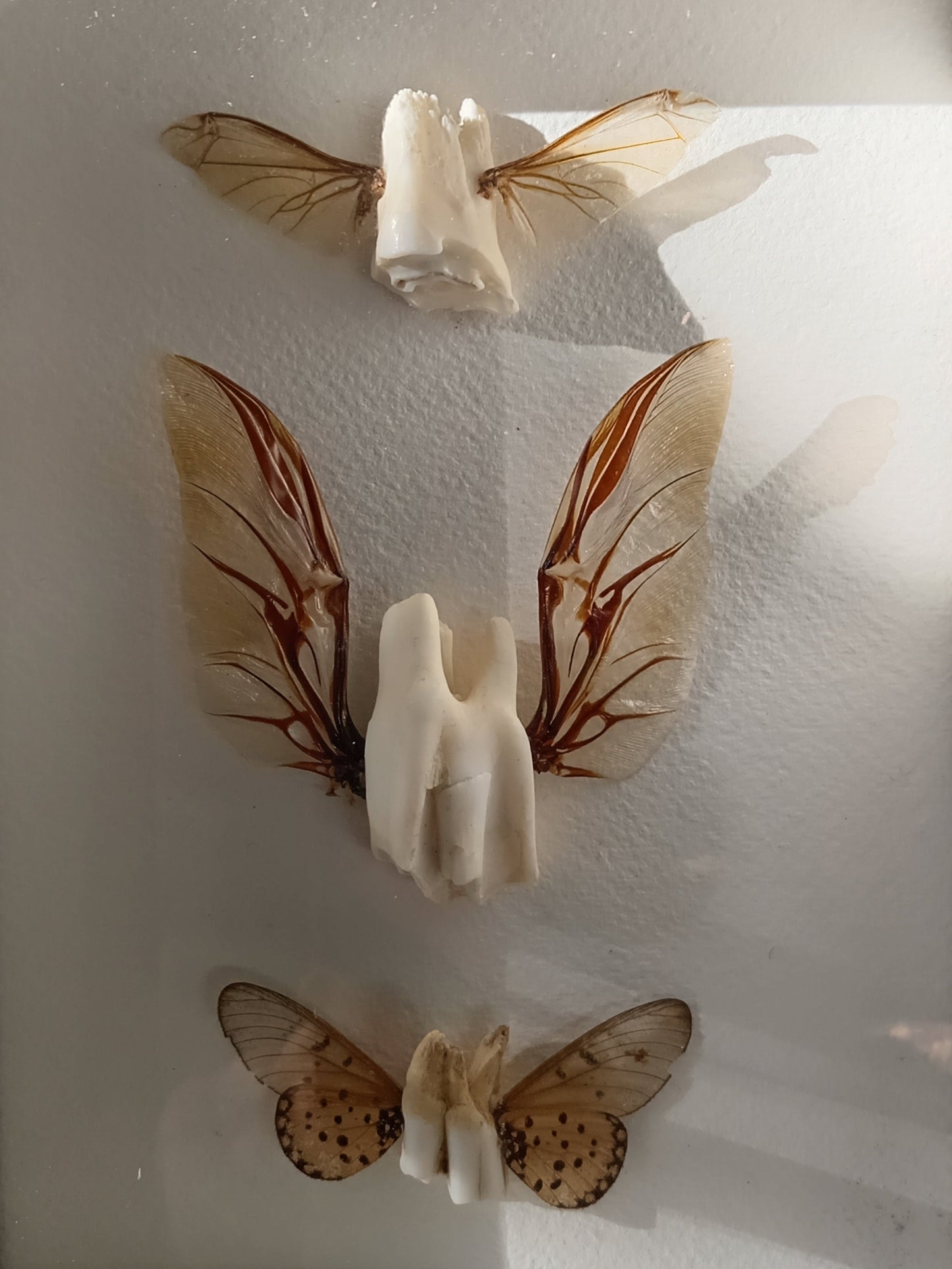 Tooth fairies 4