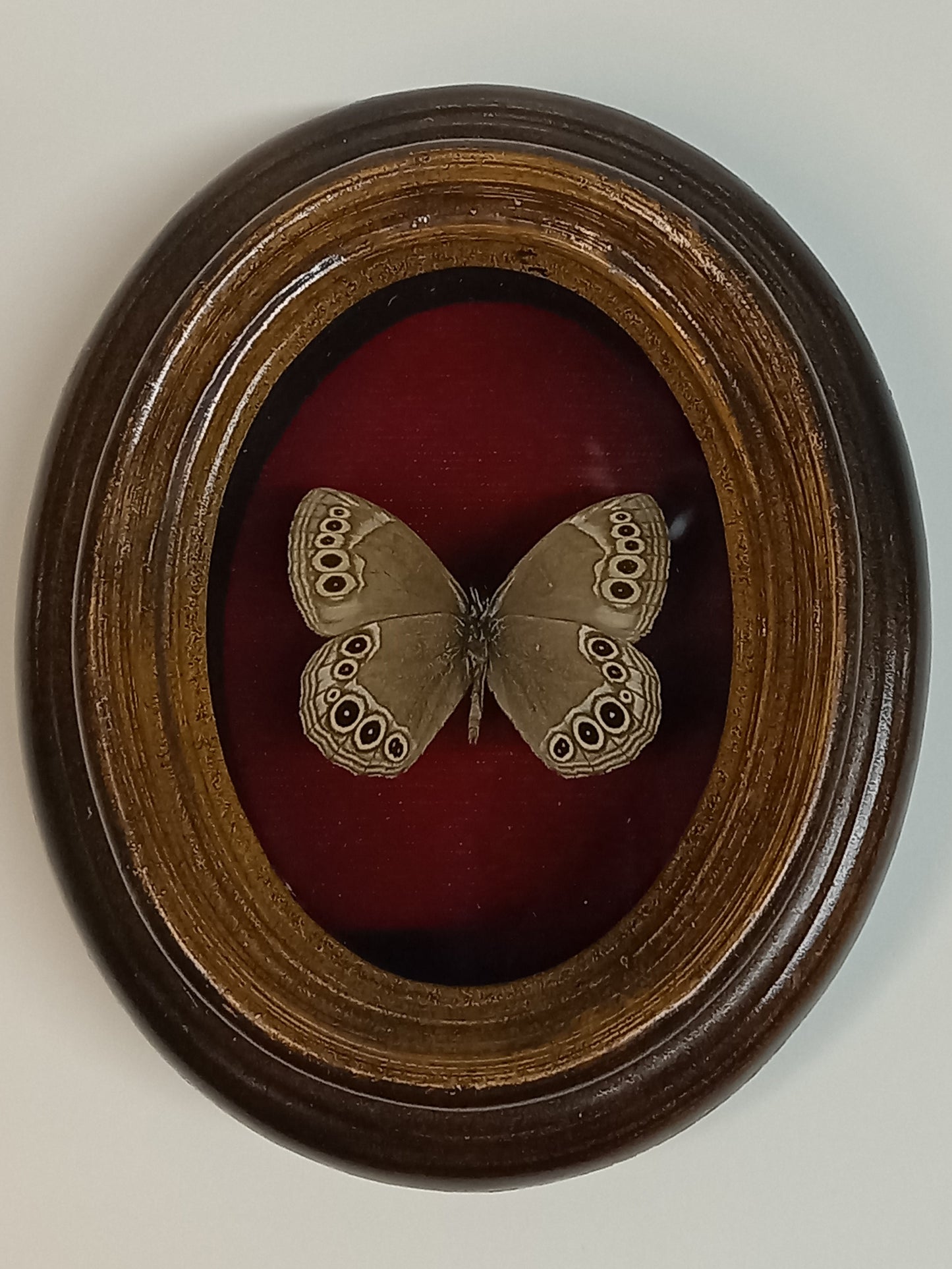 Vintage Framed Woodland brown butterfly